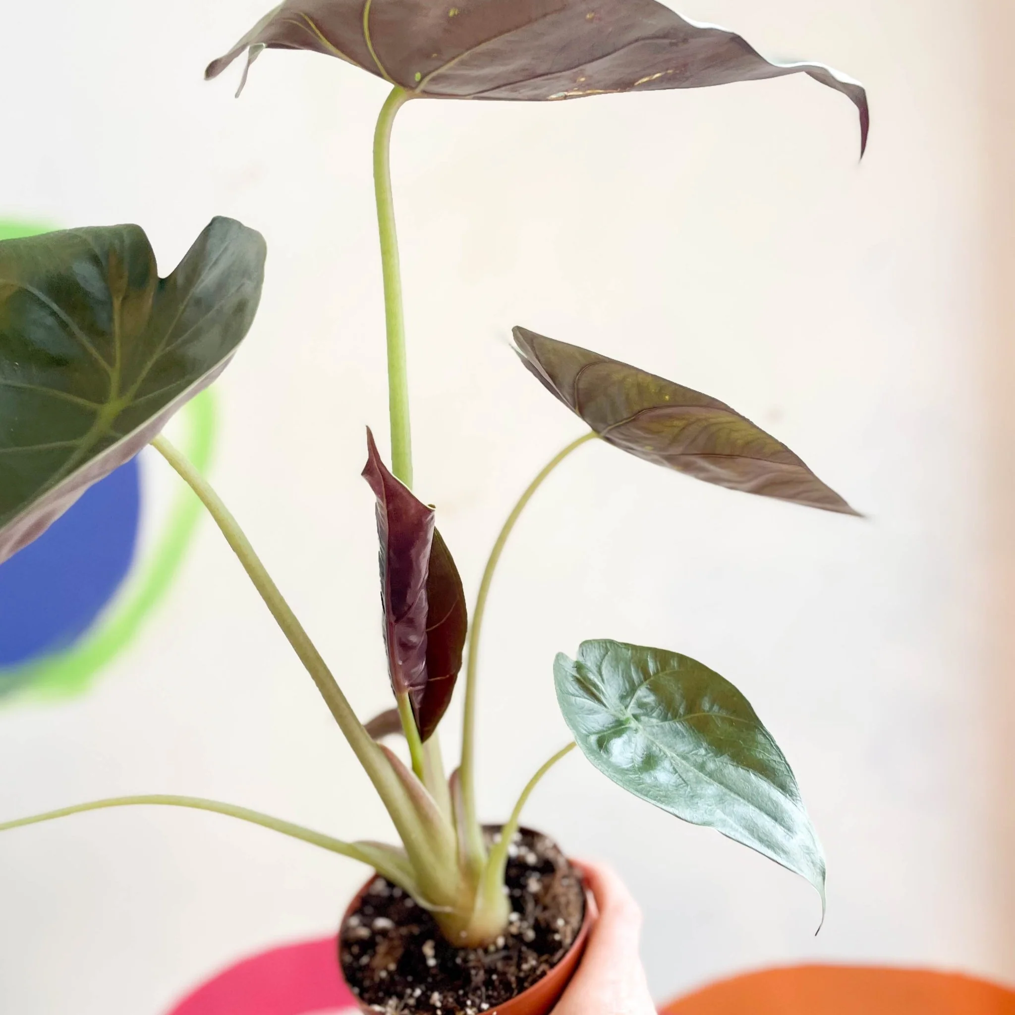 Alocasia 'Wentii' - Image 7