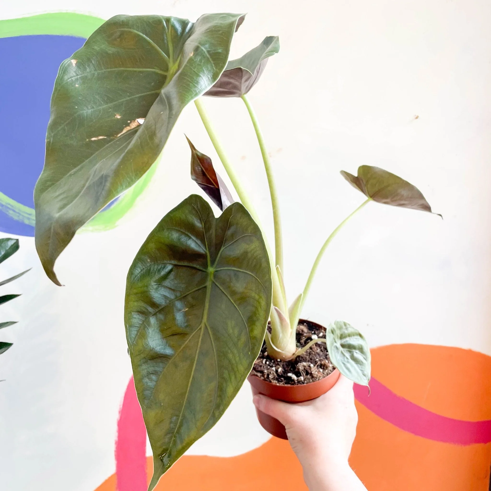 Alocasia 'Wentii' - Image 8