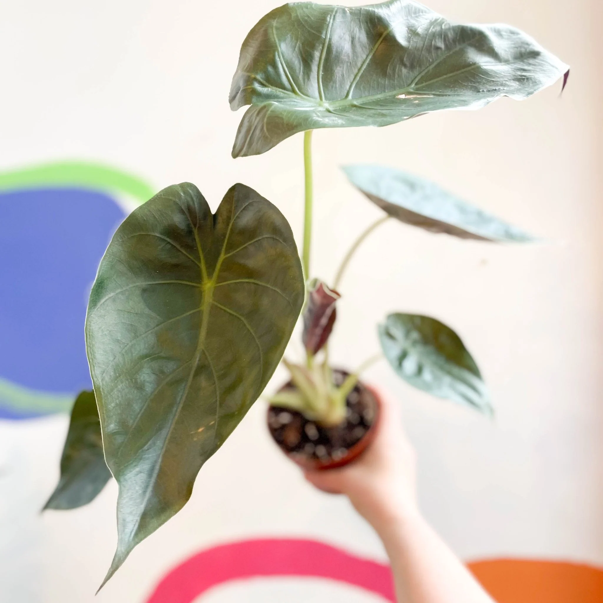 Alocasia 'Wentii' - Image 9