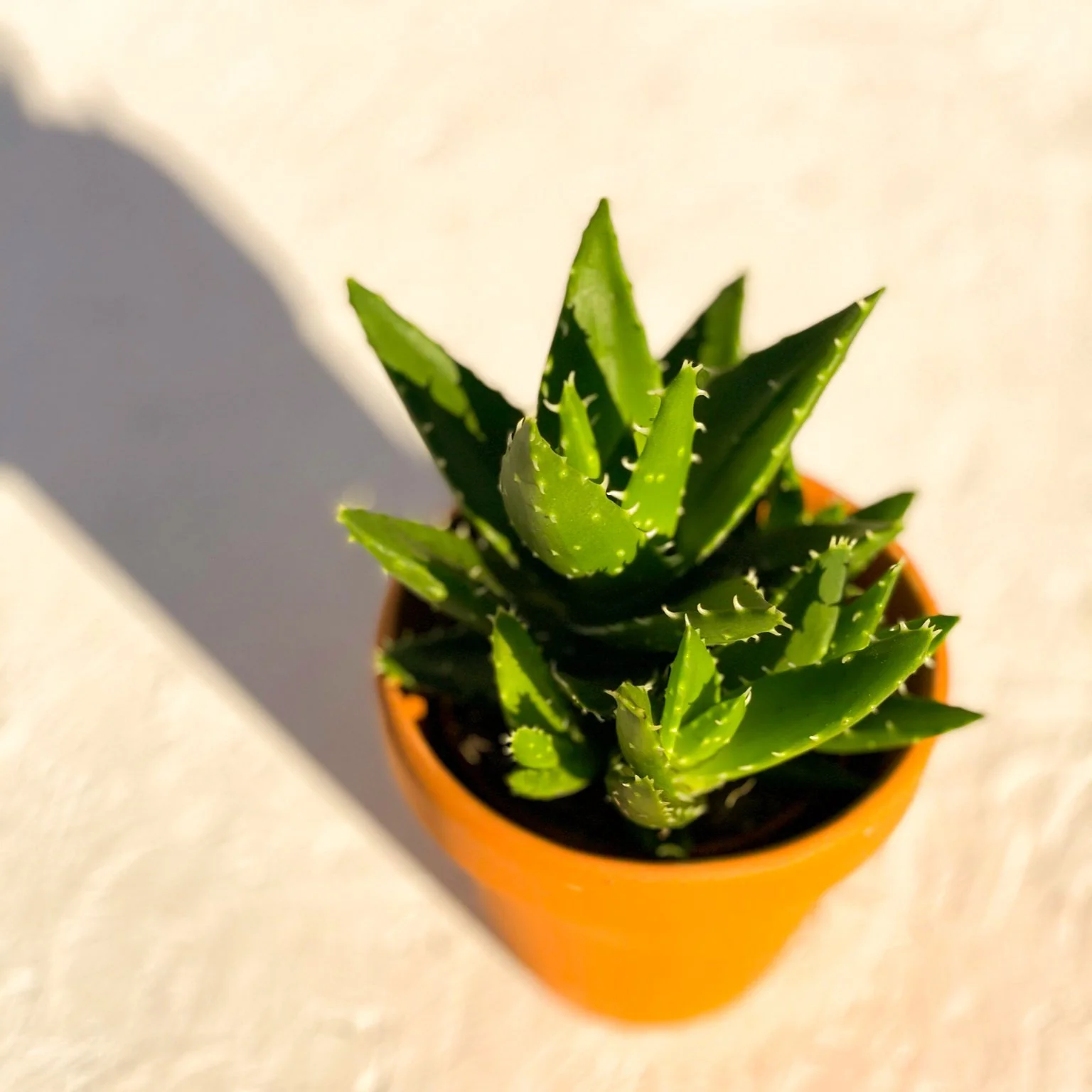 Aloe mitriformis