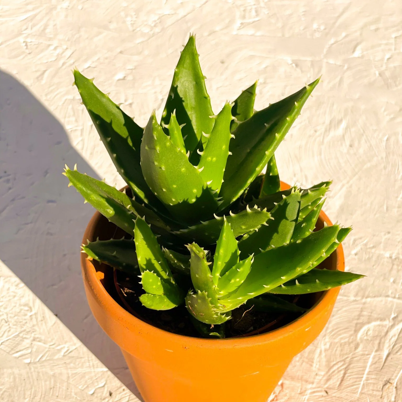 Aloe mitriformis - Image 2