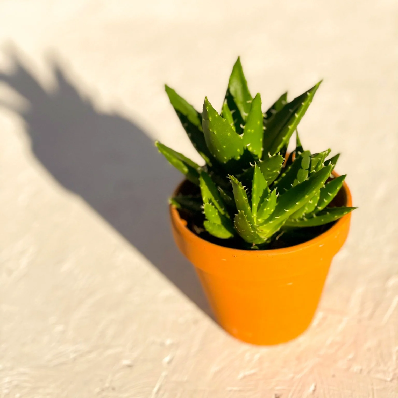 Aloe mitriformis - Image 3
