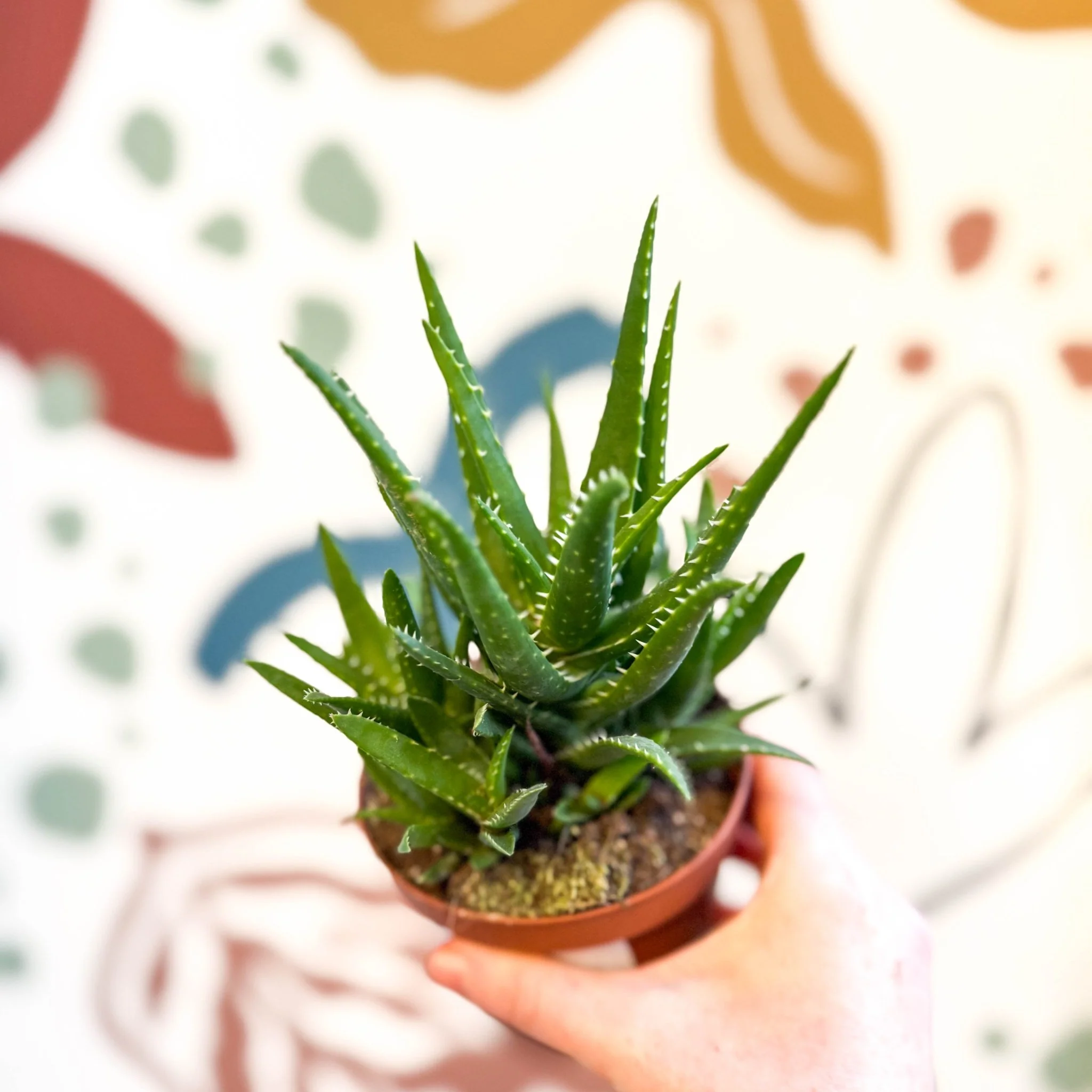 Aloe vera 'Verini'
