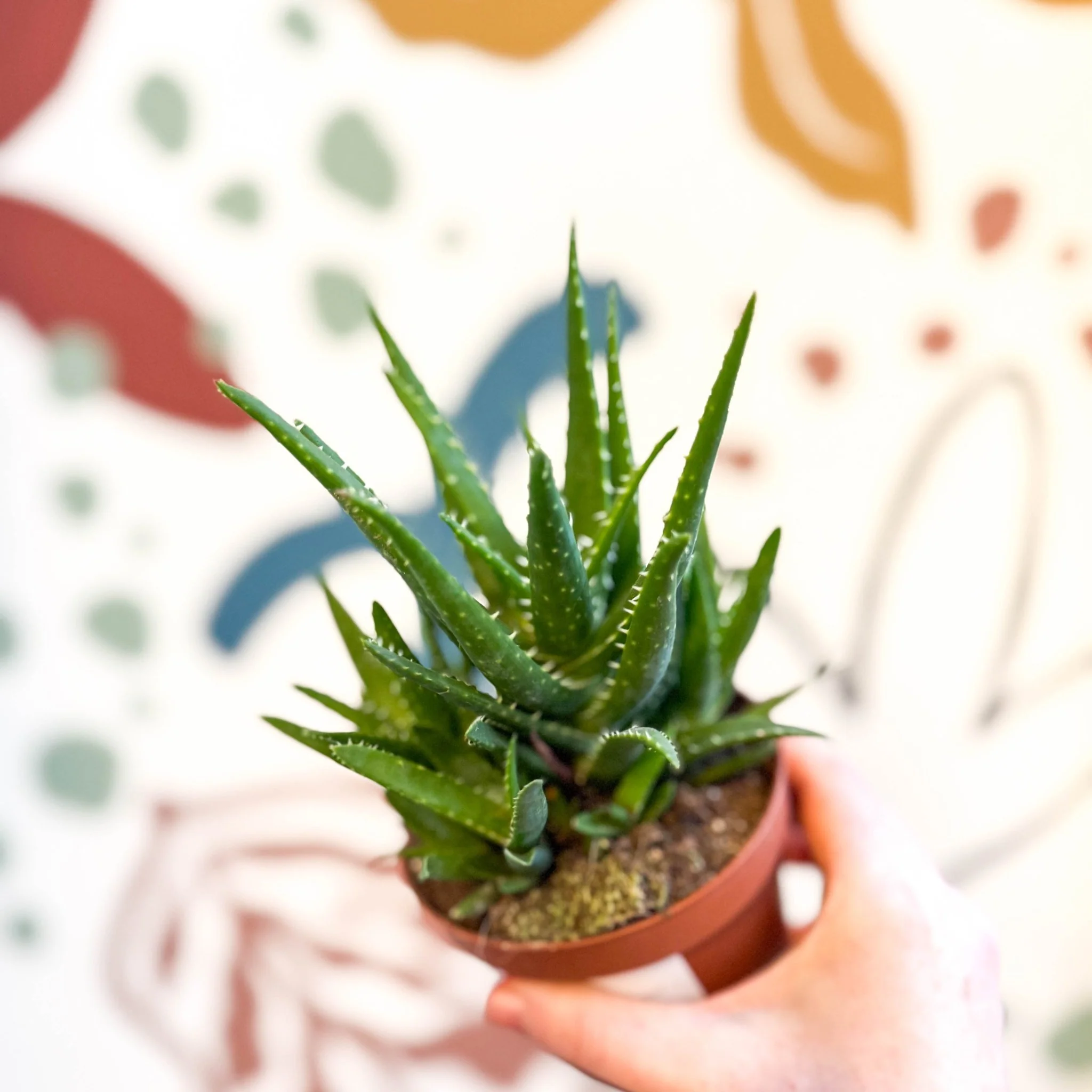 Aloe vera 'Verini' - Image 2