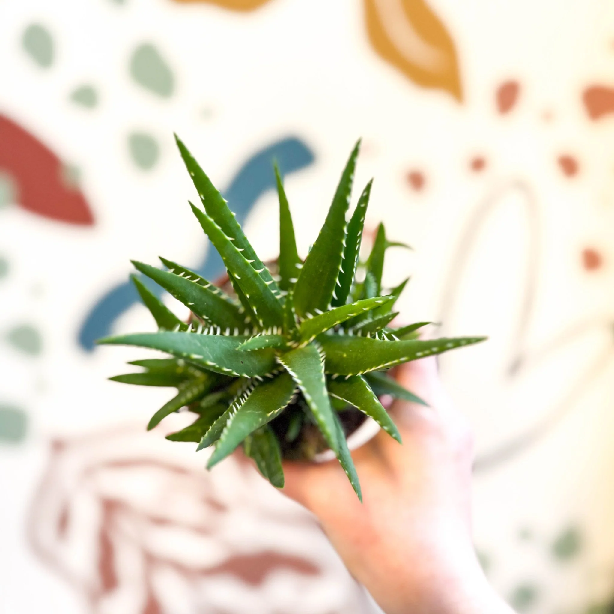 Aloe vera 'Verini' - Image 3