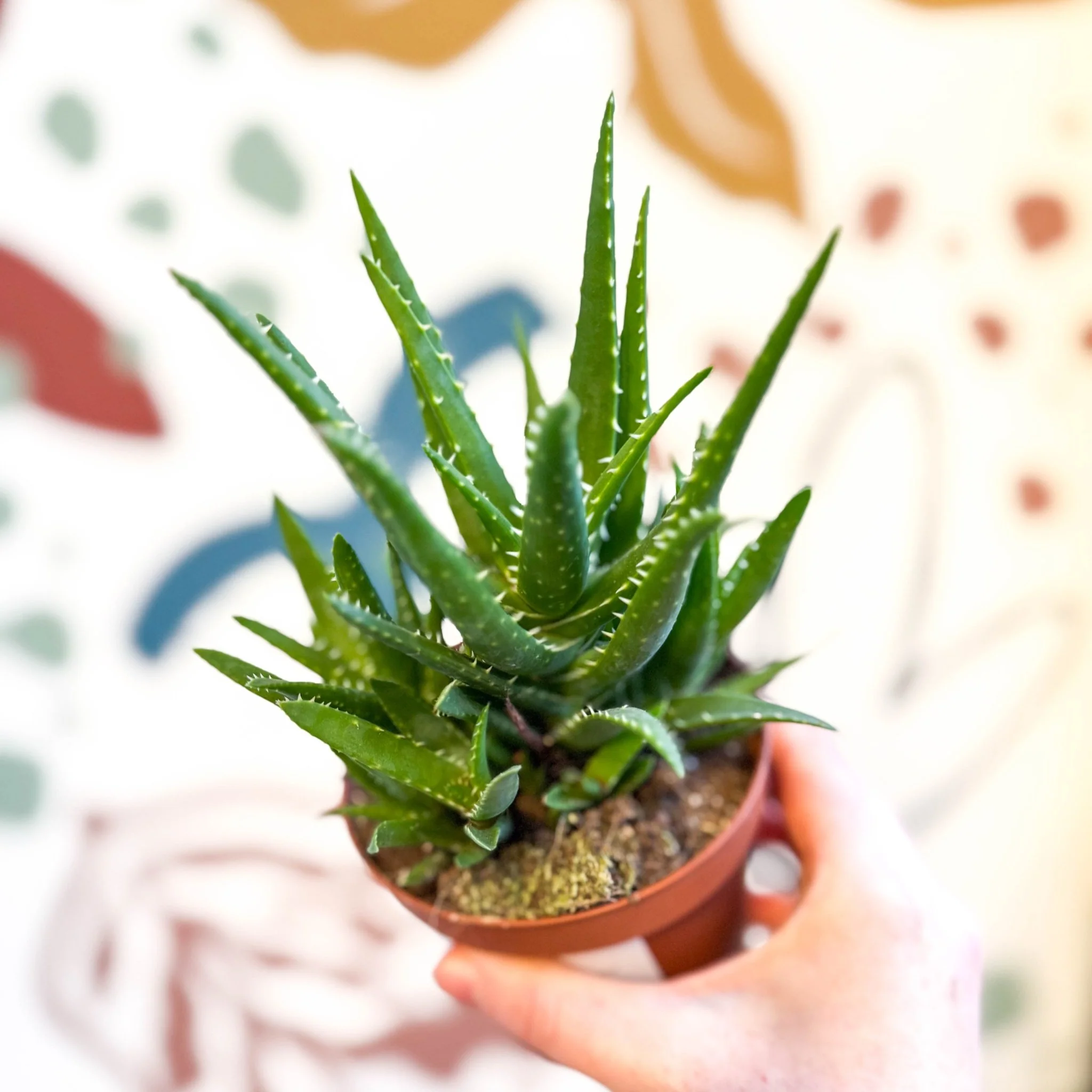 Aloe vera 'Verini' - Image 4