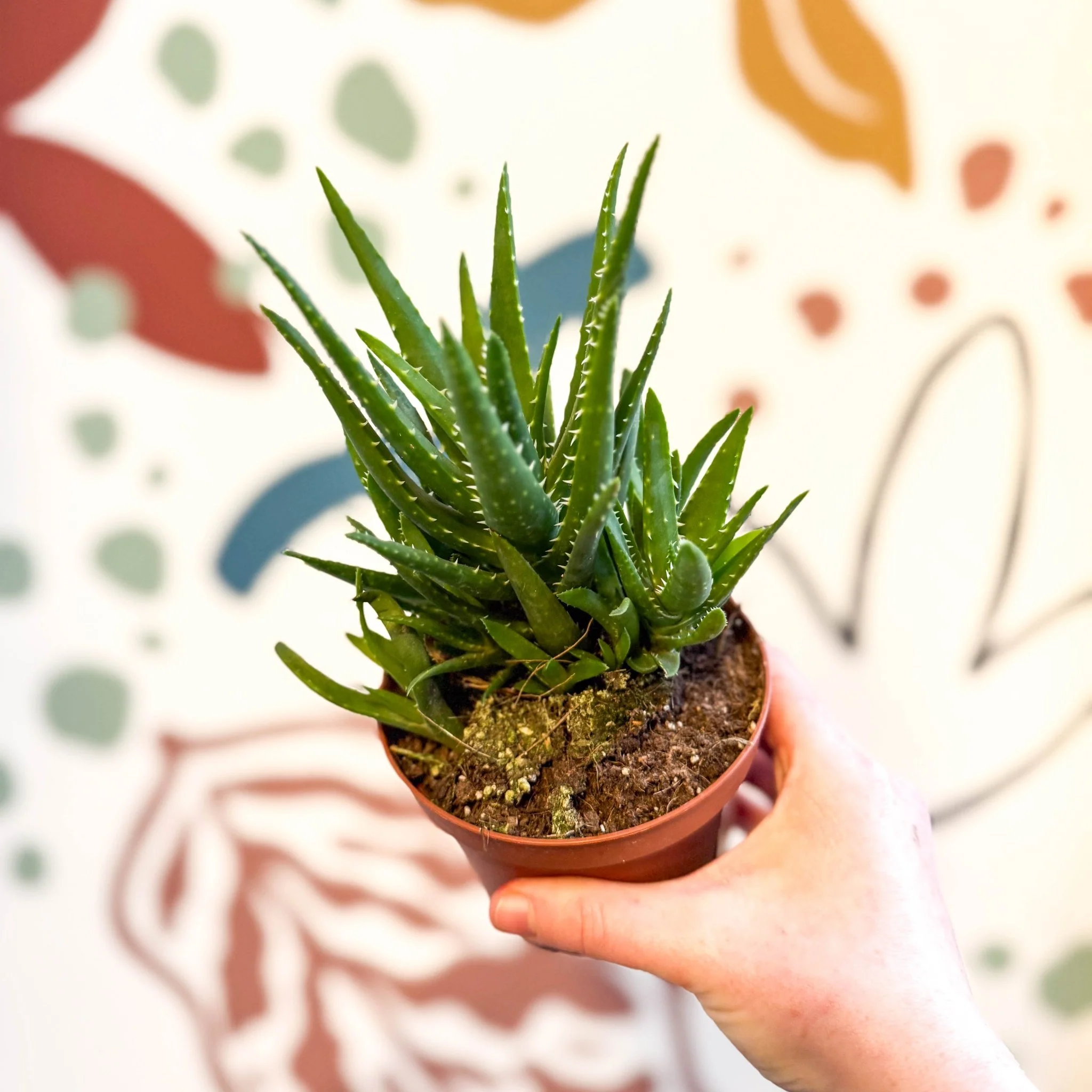 Aloe vera 'Verini' - Image 5