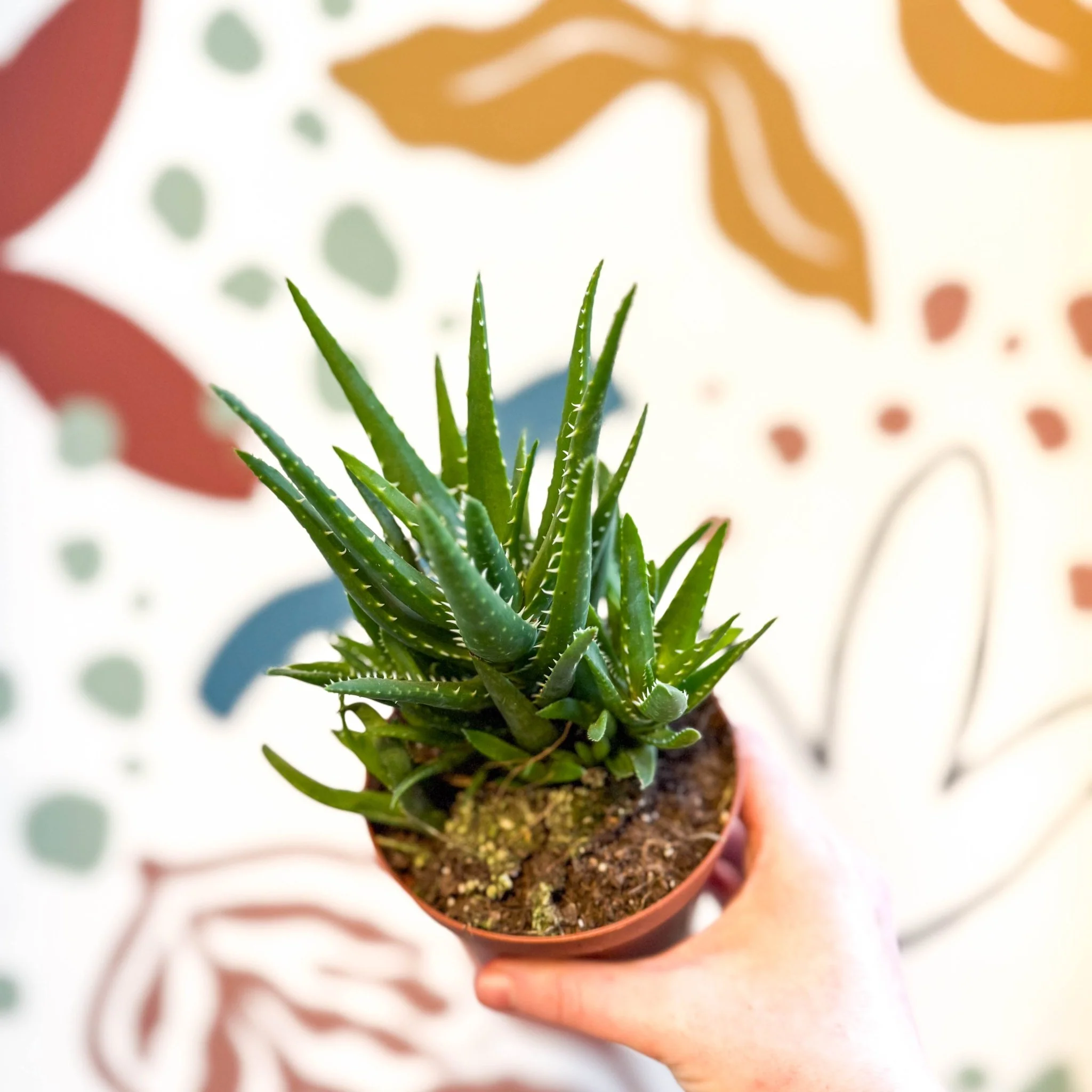 Aloe vera 'Verini' - Image 6