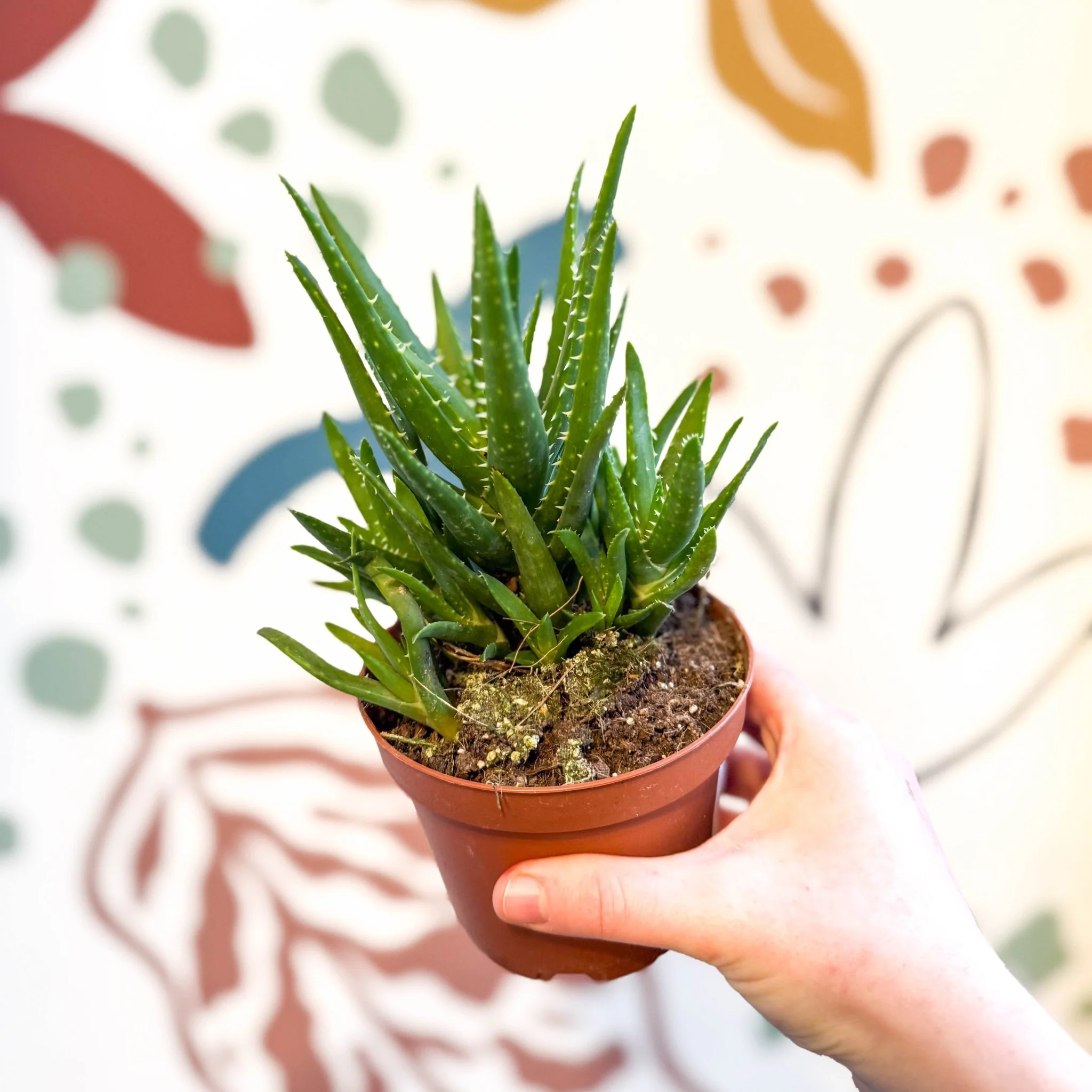 Aloe vera 'Verini' - Image 7