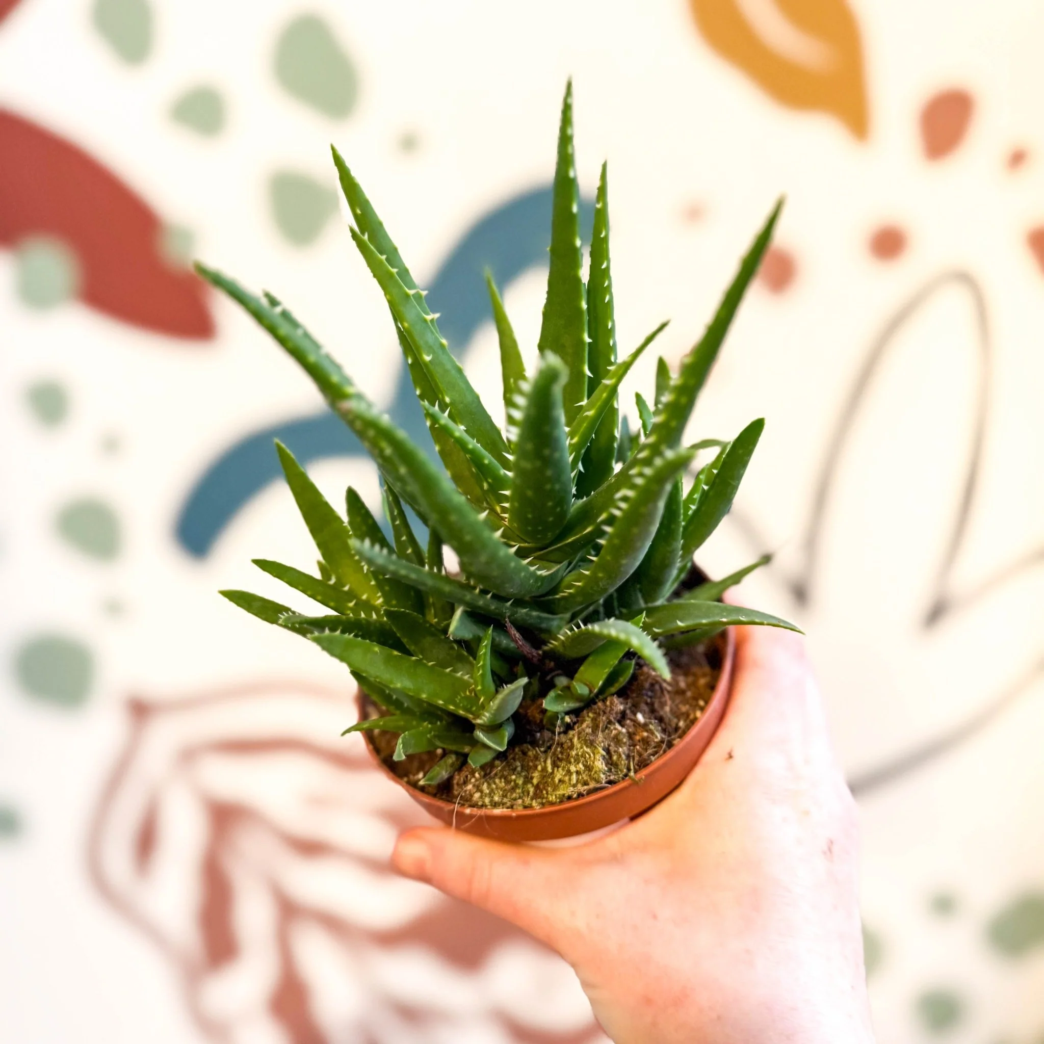 Aloe vera 'Verini' - Image 8