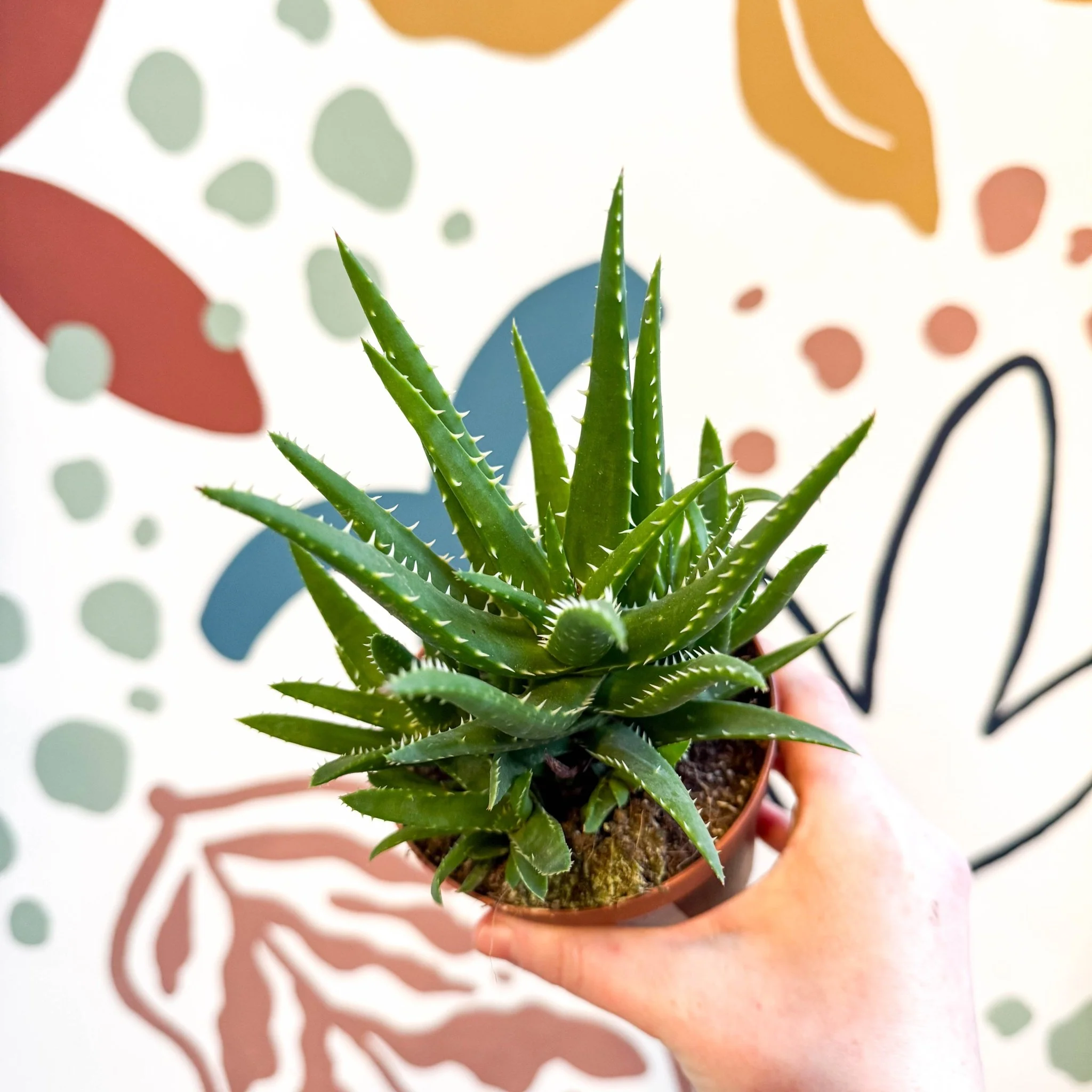 Aloe vera 'Verini' - Image 9