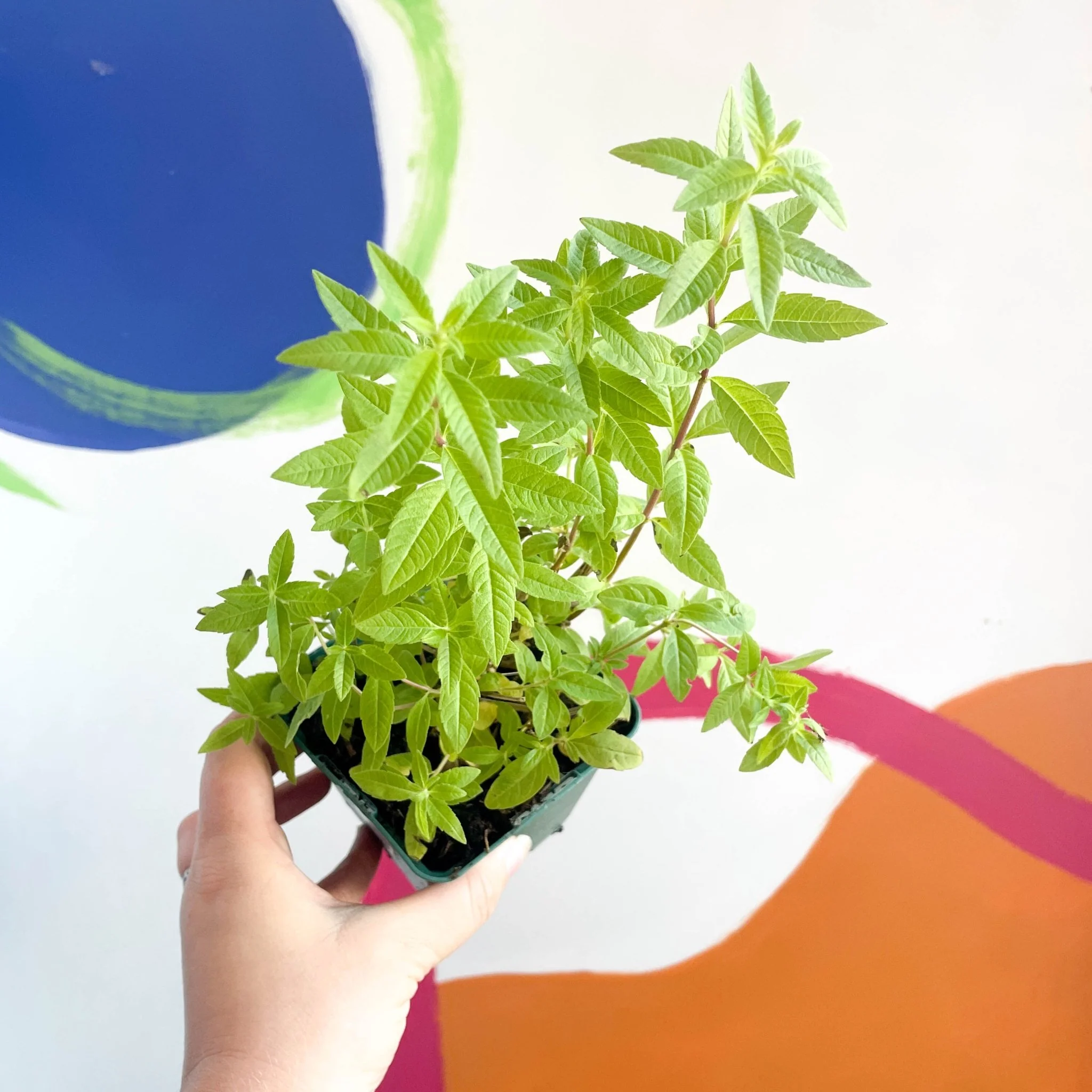 Aloysia citrodora - Lemon Verbena - Cotswolds Grown Culinary Herbs