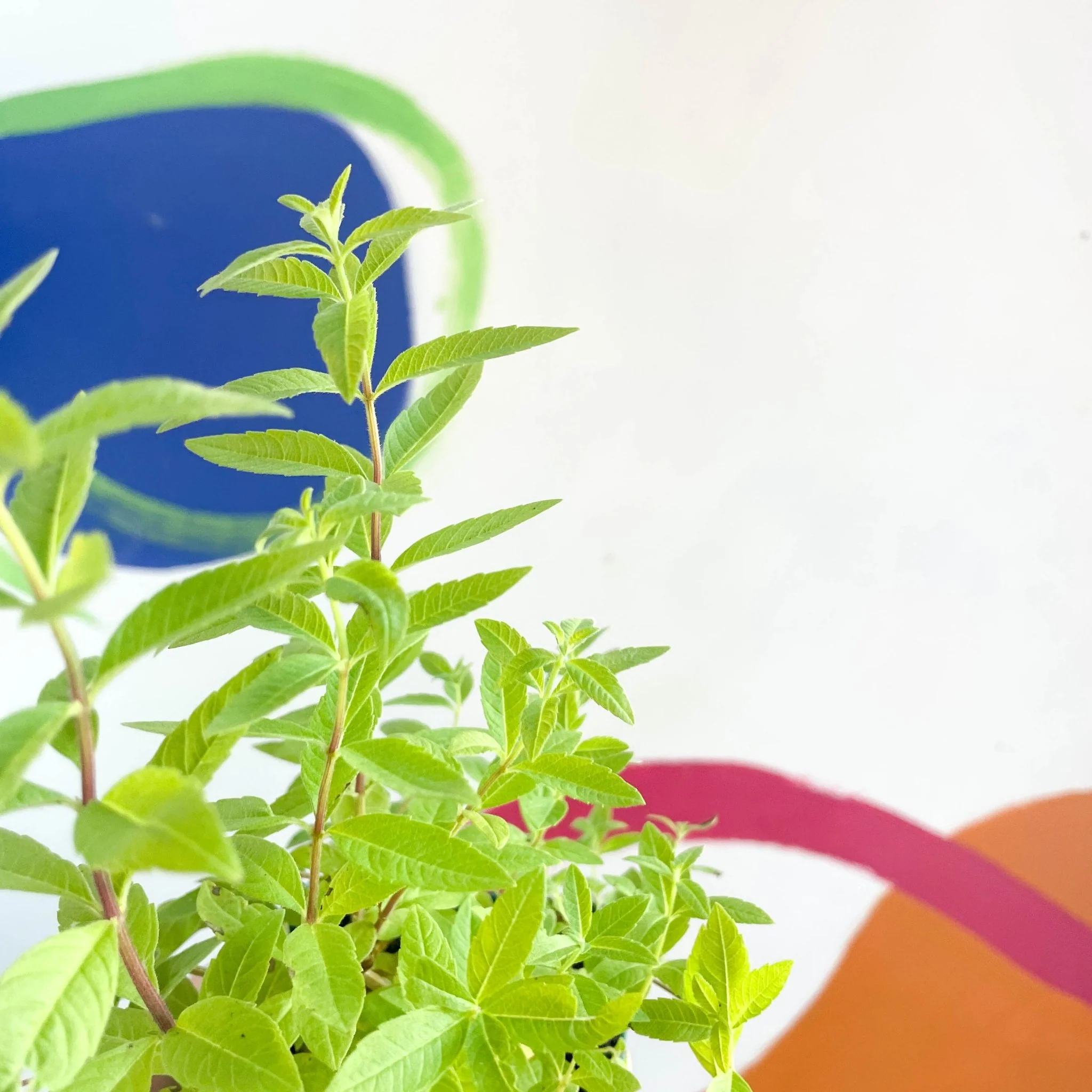 Aloysia citrodora - Lemon Verbena - Cotswolds Grown Culinary Herbs - Image 3