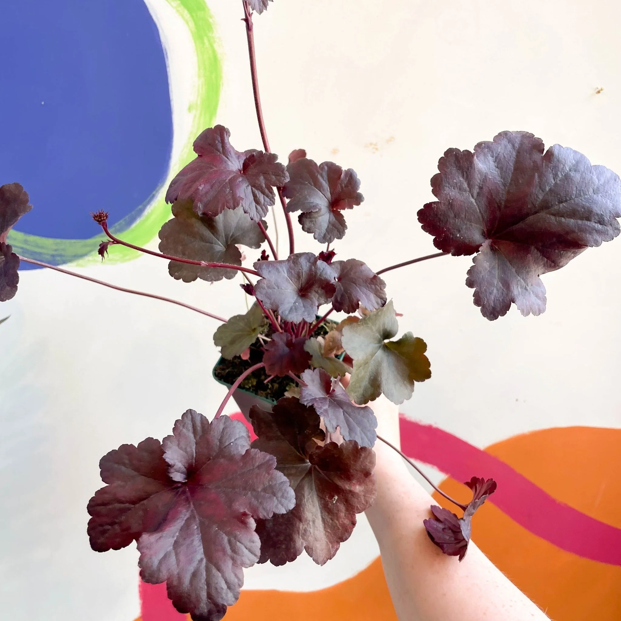 Heuchera 'Obsidian' - Cotswold Grown Perennial
