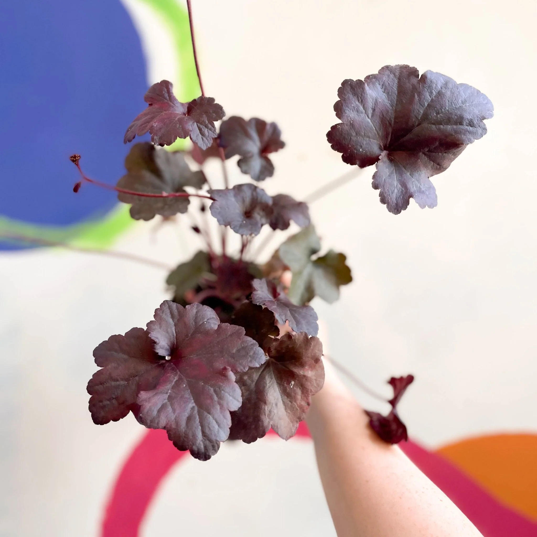 Heuchera 'Obsidian' - Cotswold Grown Perennial - Image 3