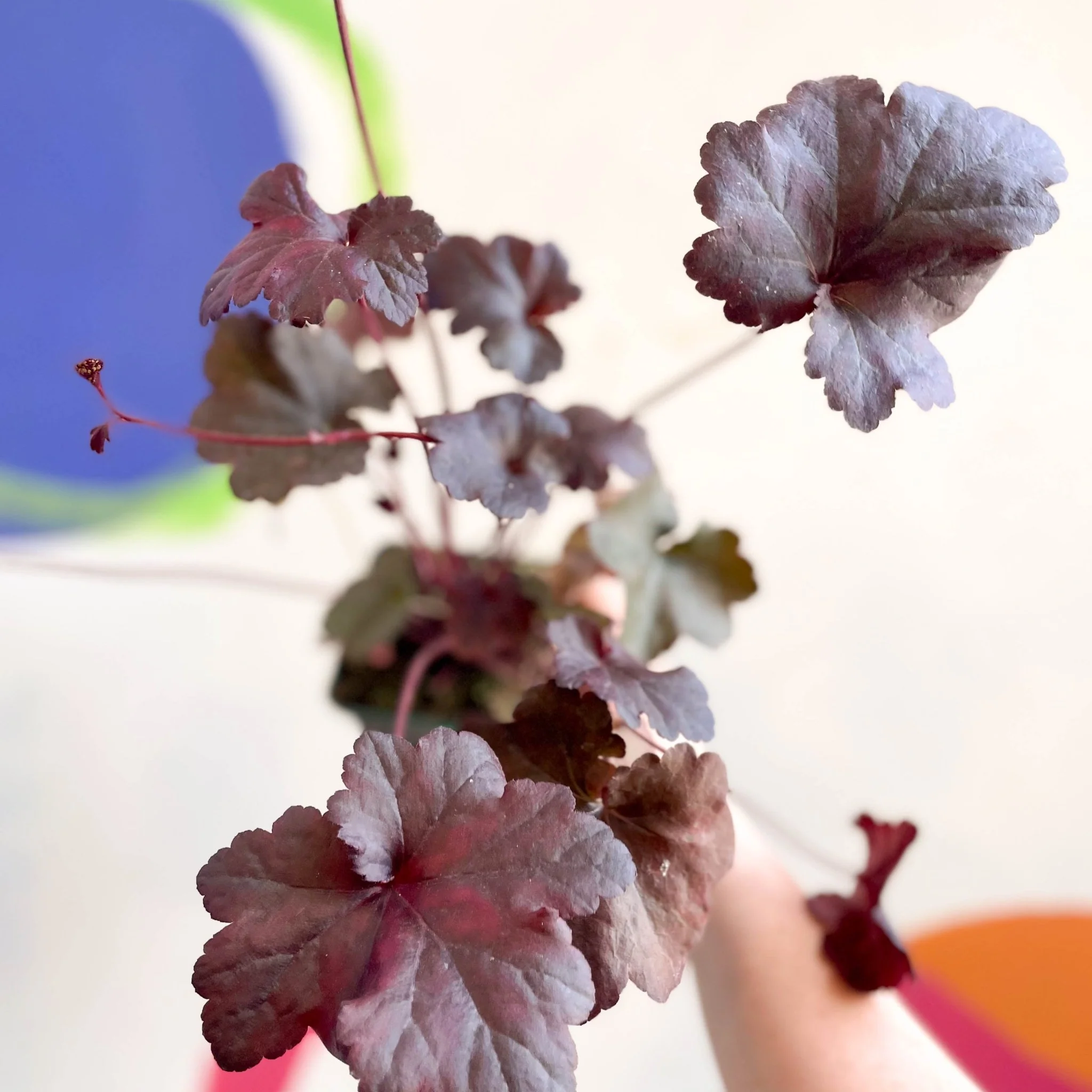 Heuchera 'Obsidian' - Cotswold Grown Perennial - Image 4