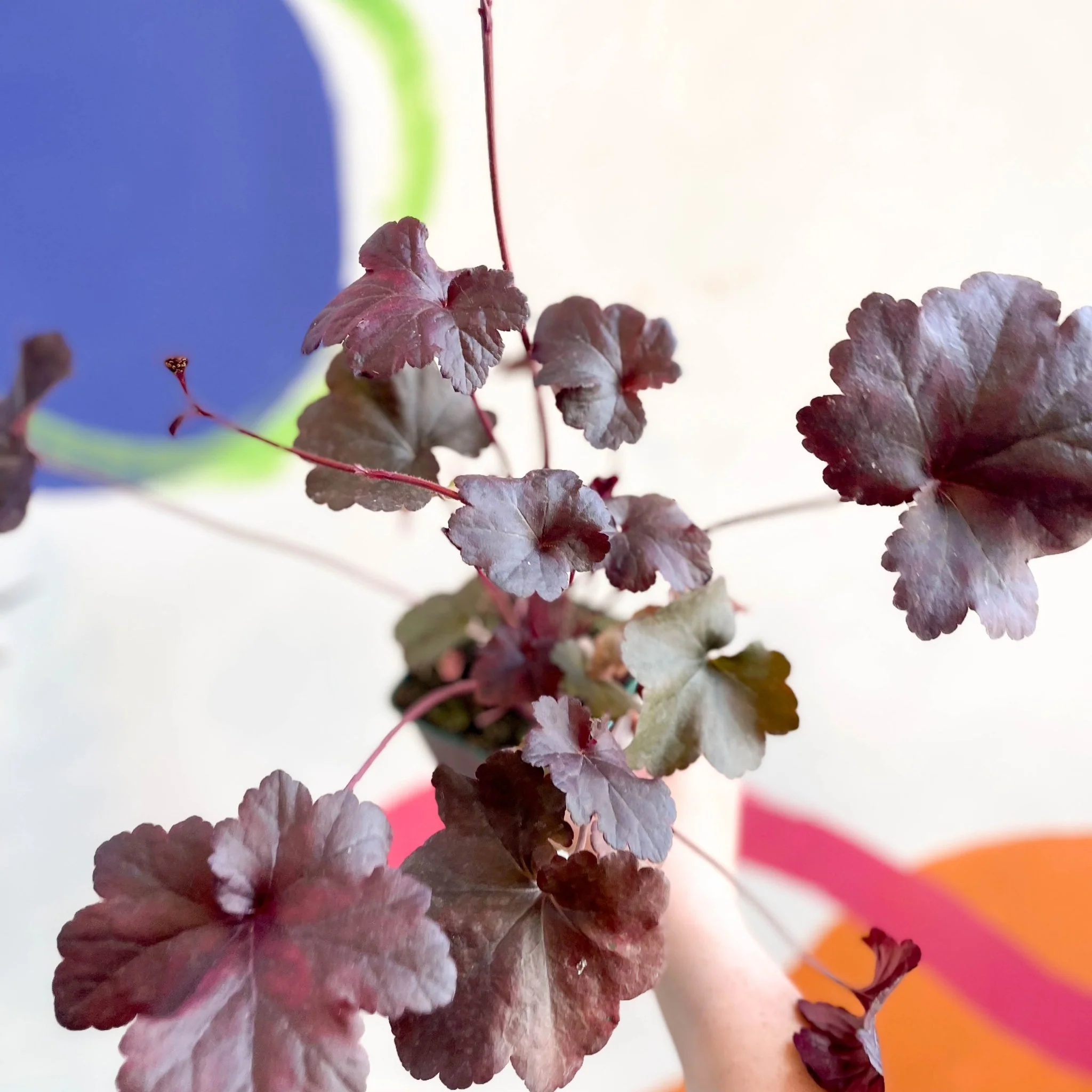Heuchera 'Obsidian' - Cotswold Grown Perennial - Image 5