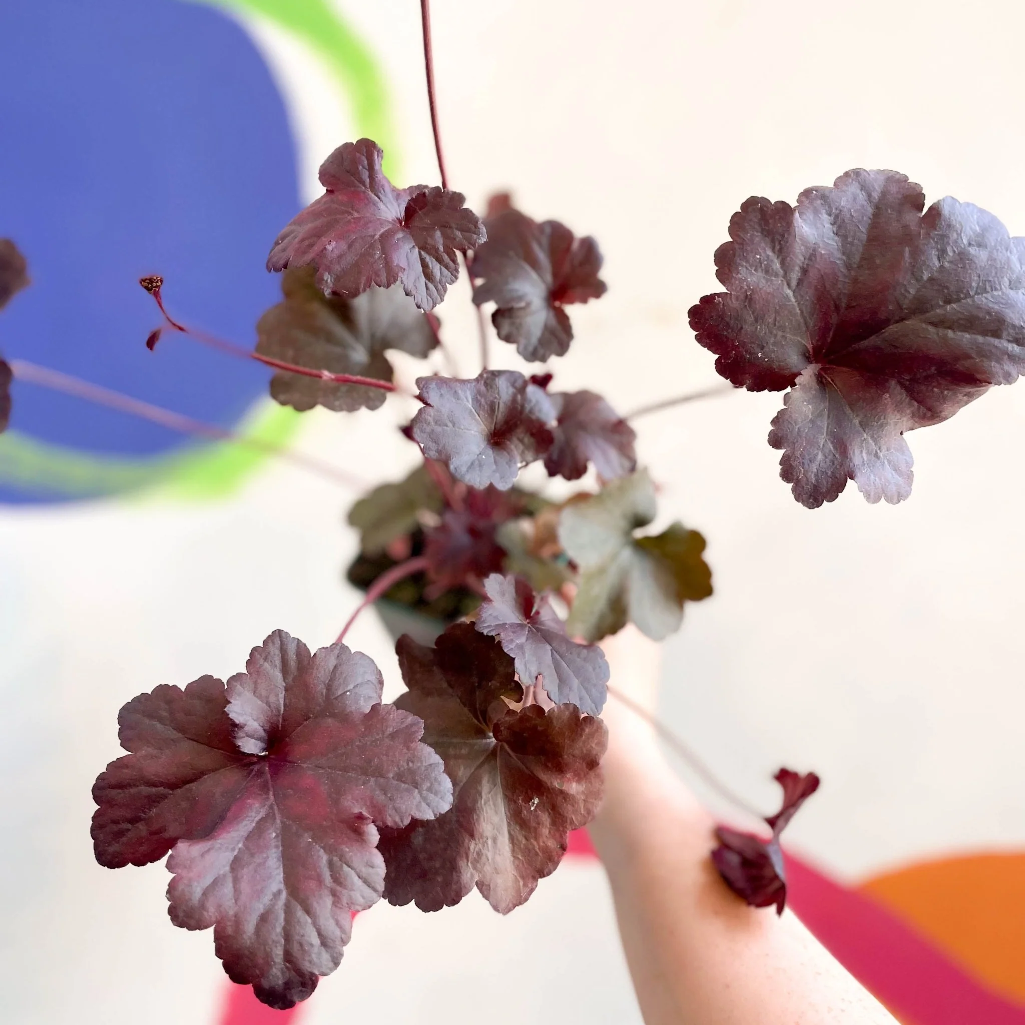 Heuchera 'Obsidian' - Cotswold Grown Perennial - Image 6