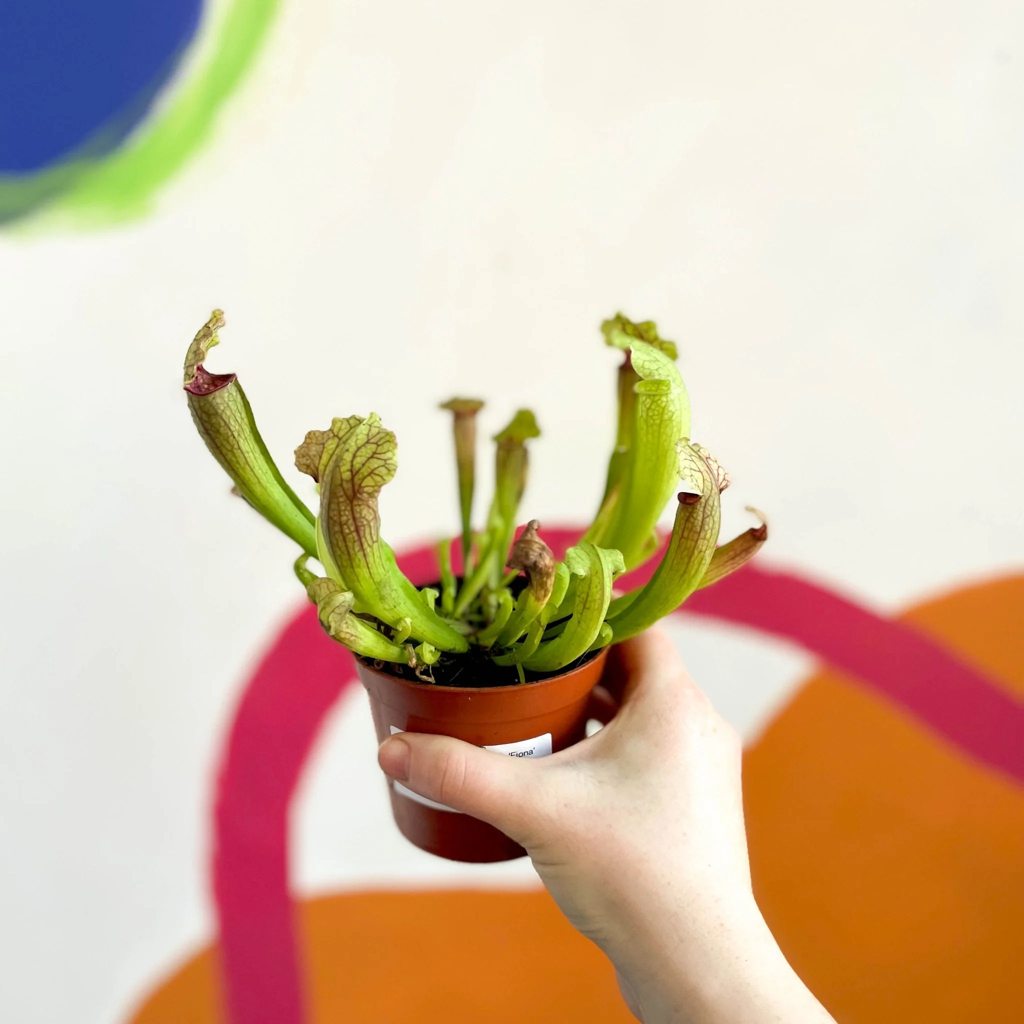 Pitcher Plant - Sarracenia 'Fiona' - Image 2