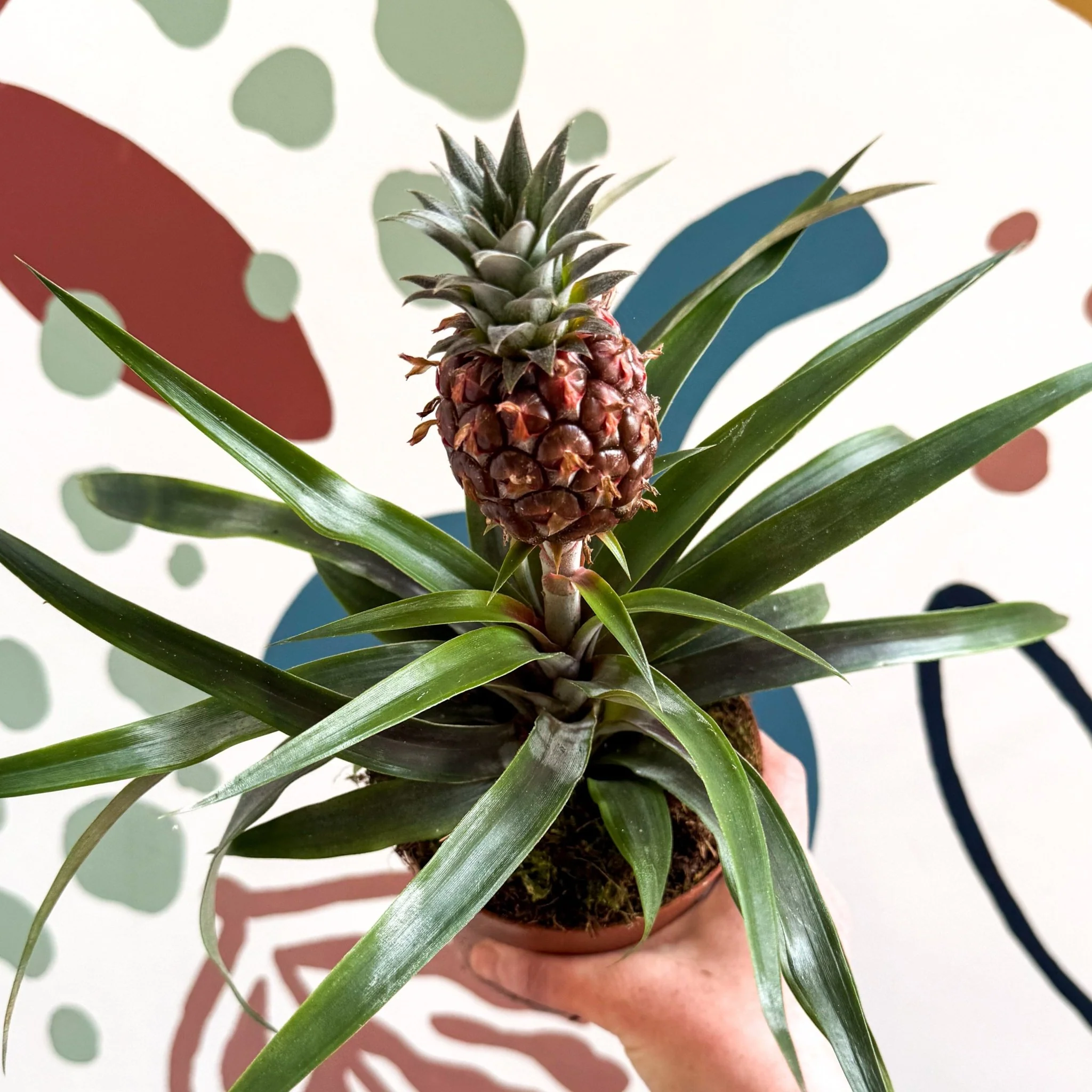 Ananas comosus 'Rosita' - Rose Pineapple Plant