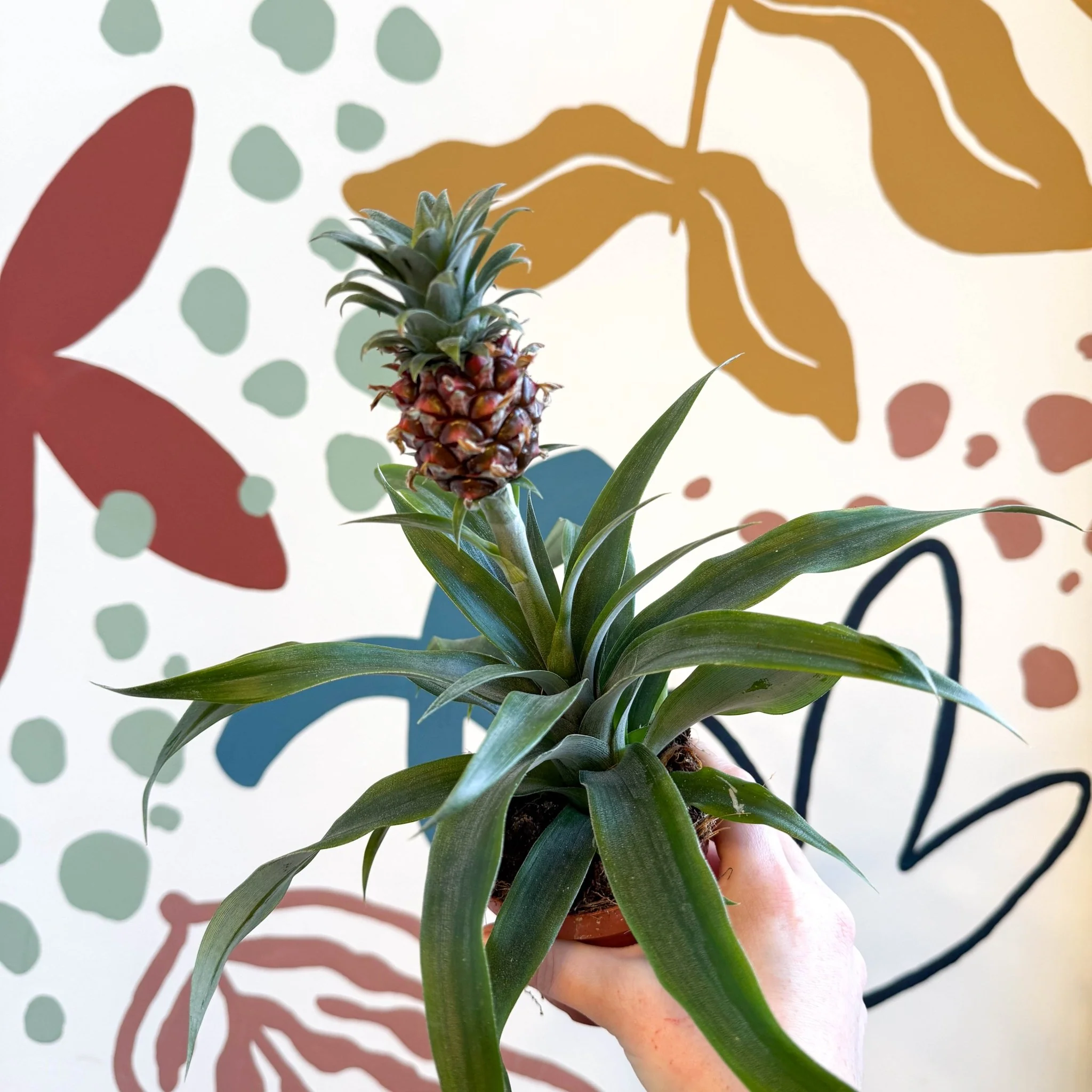 Ananas comosus 'Rosita' - Rose Pineapple Plant - Image 10