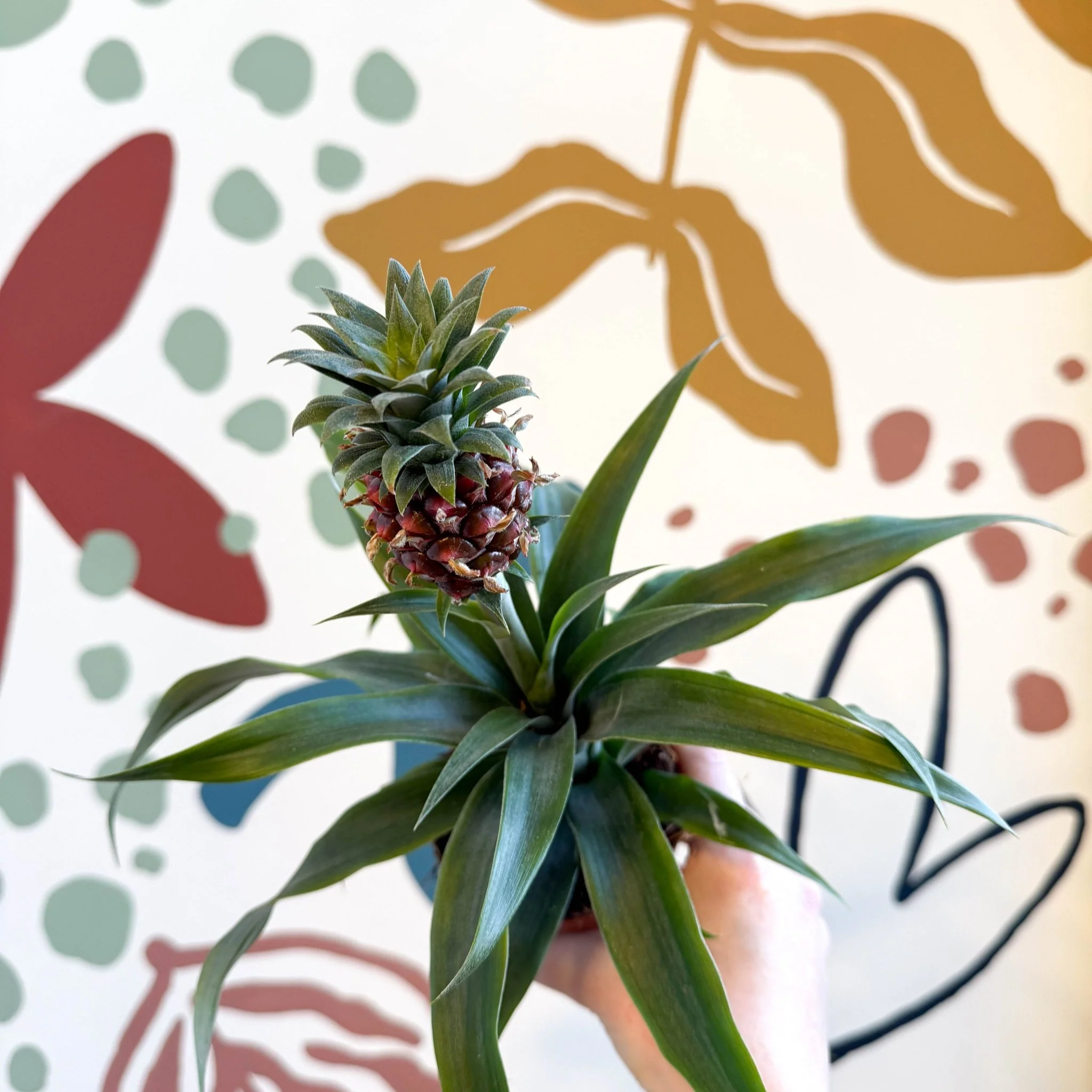 Ananas comosus 'Rosita' - Rose Pineapple Plant - Image 11