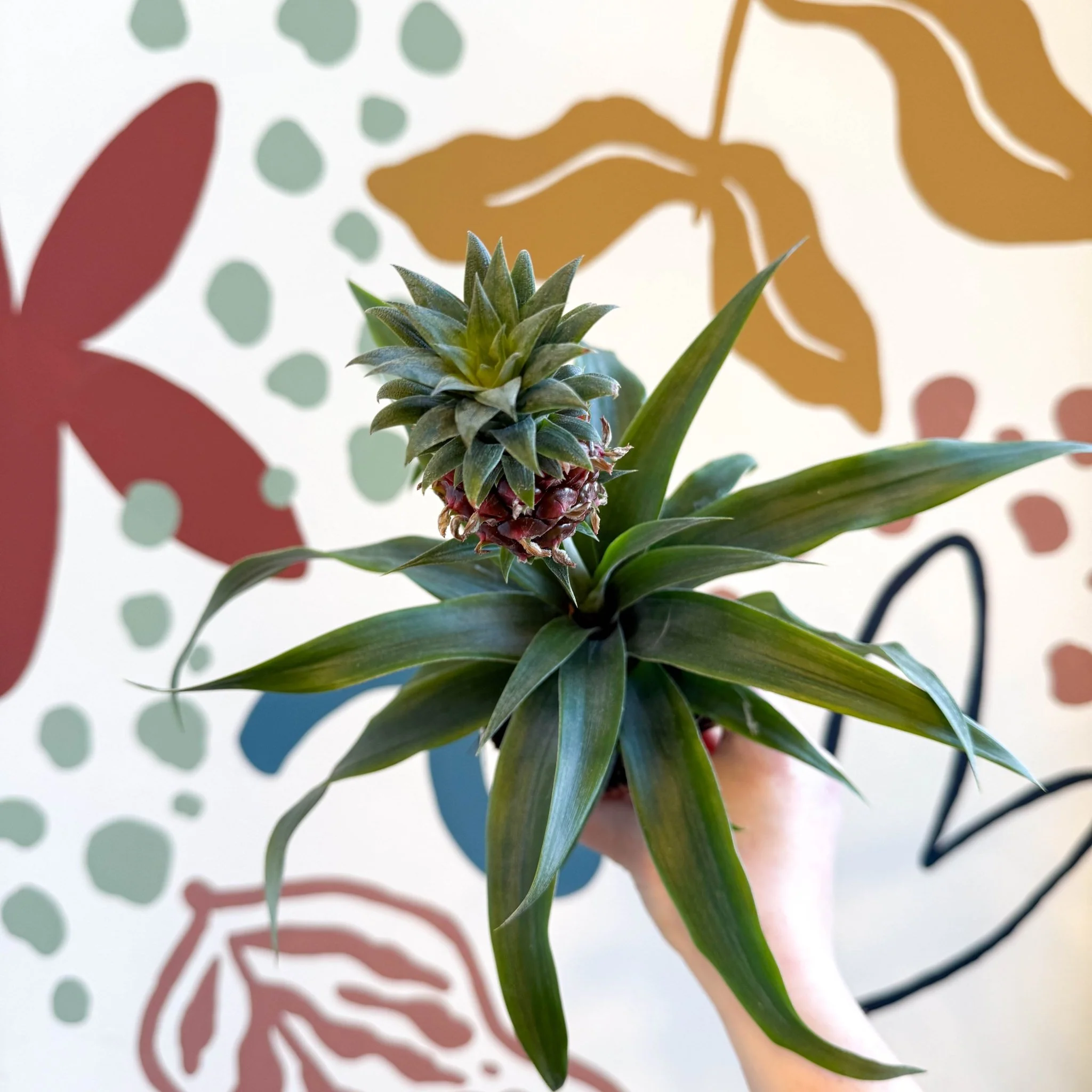 Ananas comosus 'Rosita' - Rose Pineapple Plant - Image 12