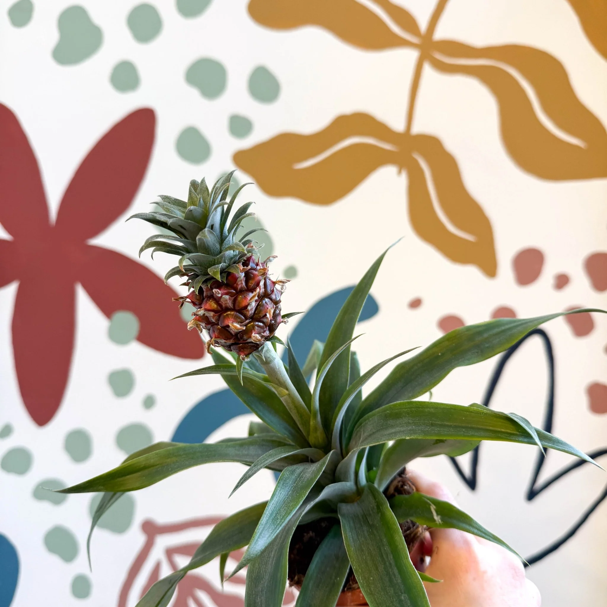 Ananas comosus 'Rosita' - Rose Pineapple Plant - Image 13