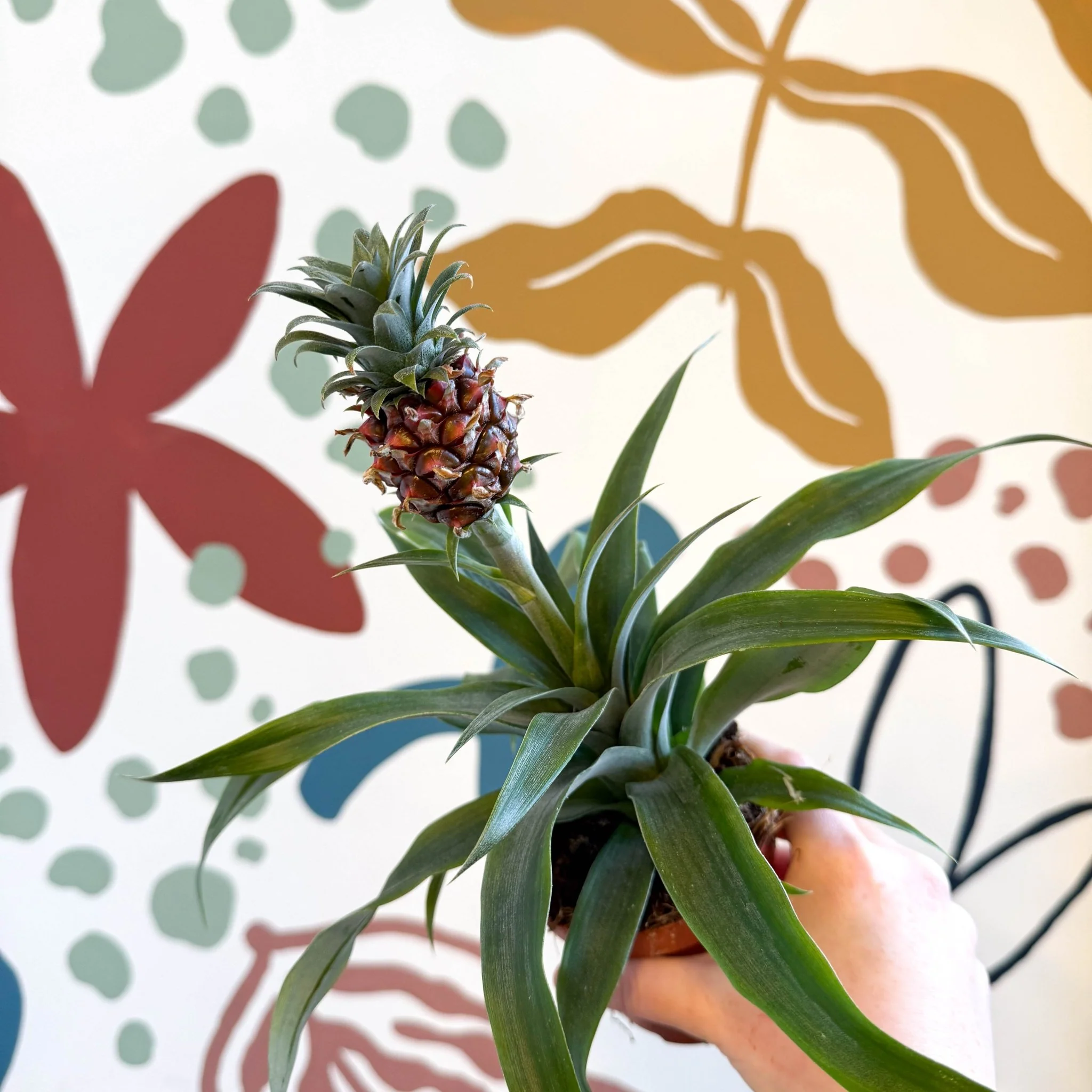 Ananas comosus 'Rosita' - Rose Pineapple Plant - Image 14