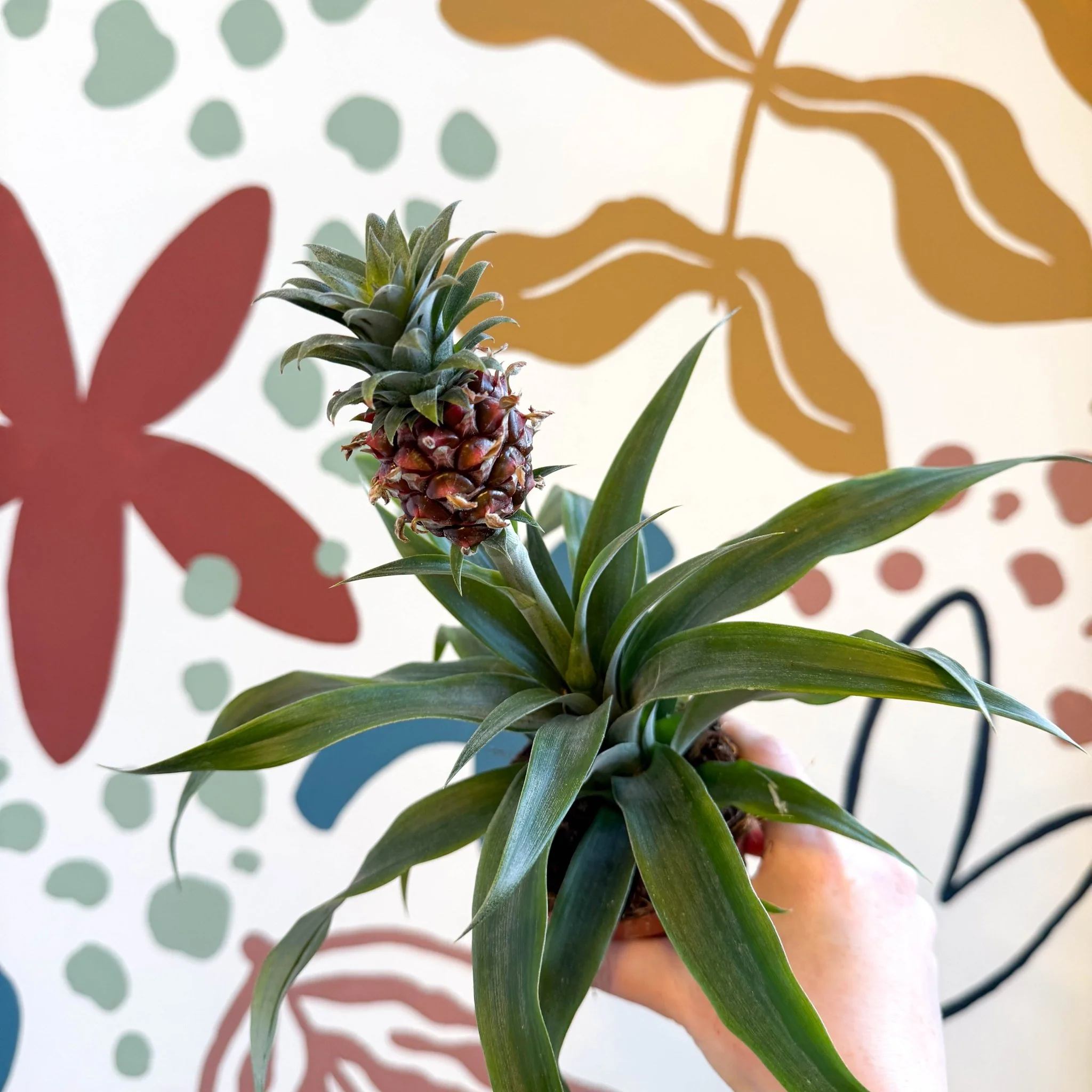 Ananas comosus 'Rosita' - Rose Pineapple Plant - Image 15