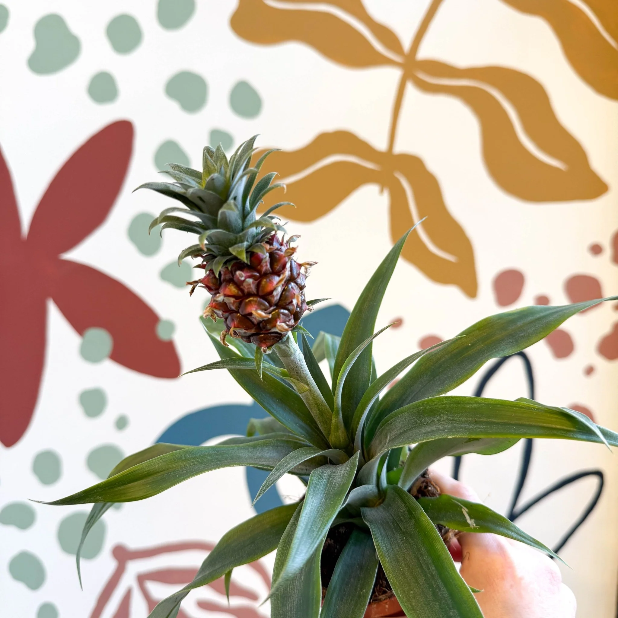 Ananas comosus 'Rosita' - Rose Pineapple Plant - Image 16
