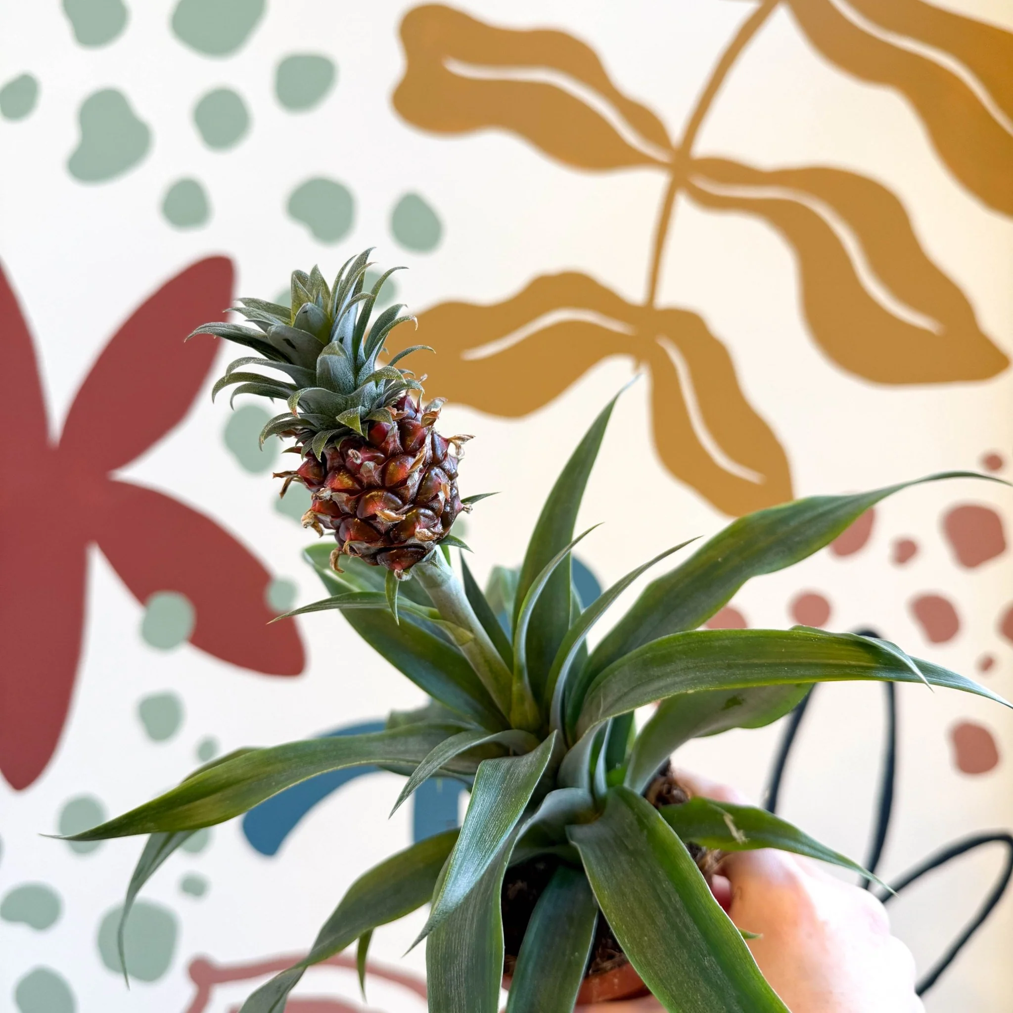 Ananas comosus 'Rosita' - Rose Pineapple Plant - Image 17