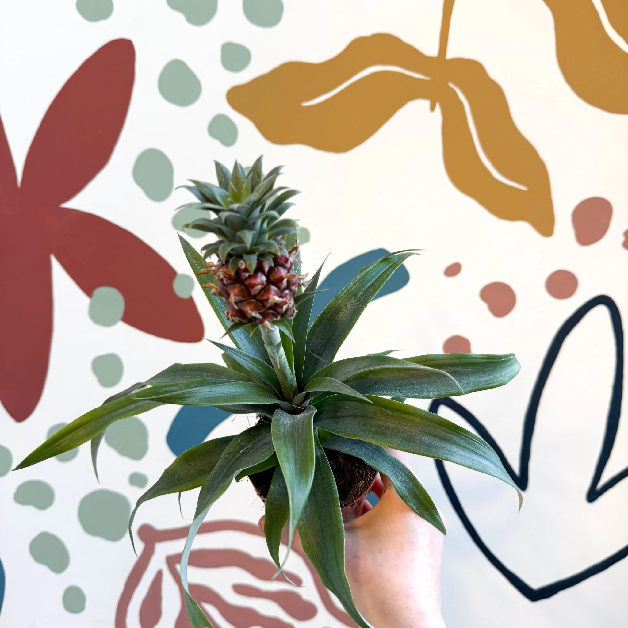 Ananas comosus 'Rosita' - Rose Pineapple Plant - Image 18