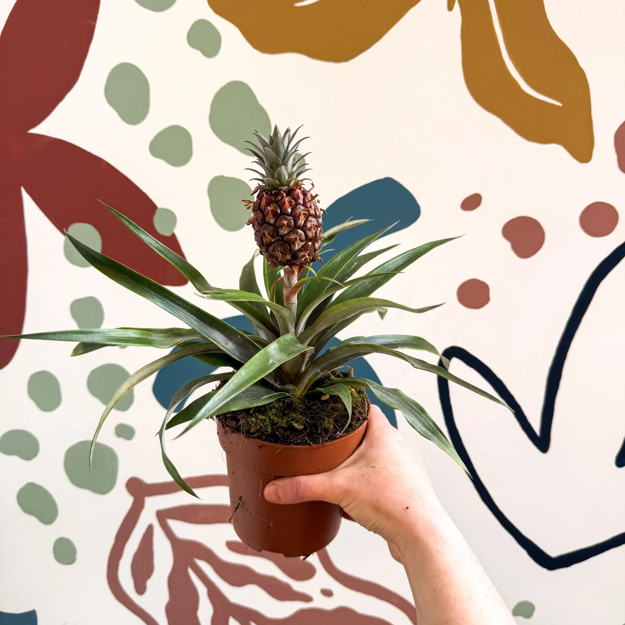 Ananas comosus 'Rosita' - Rose Pineapple Plant - Image 19