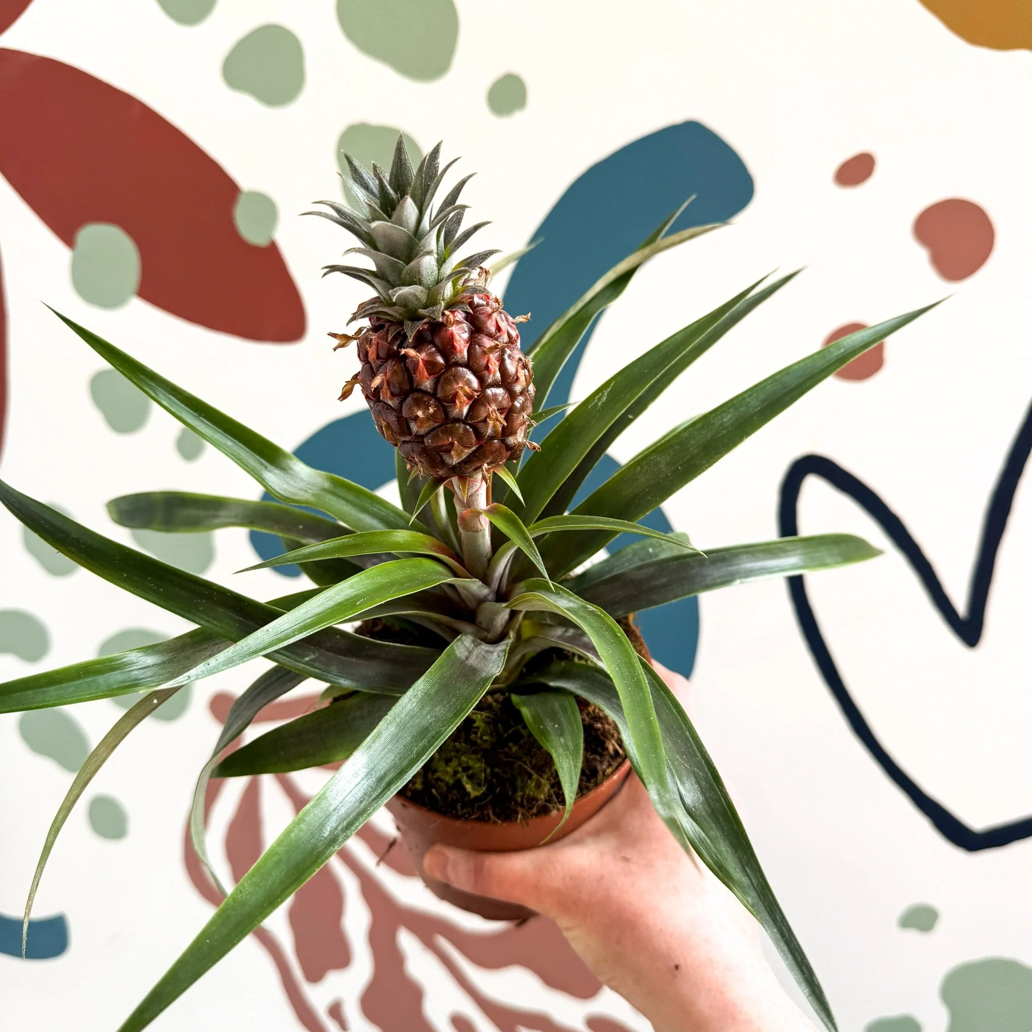 Ananas comosus 'Rosita' - Rose Pineapple Plant - Image 20
