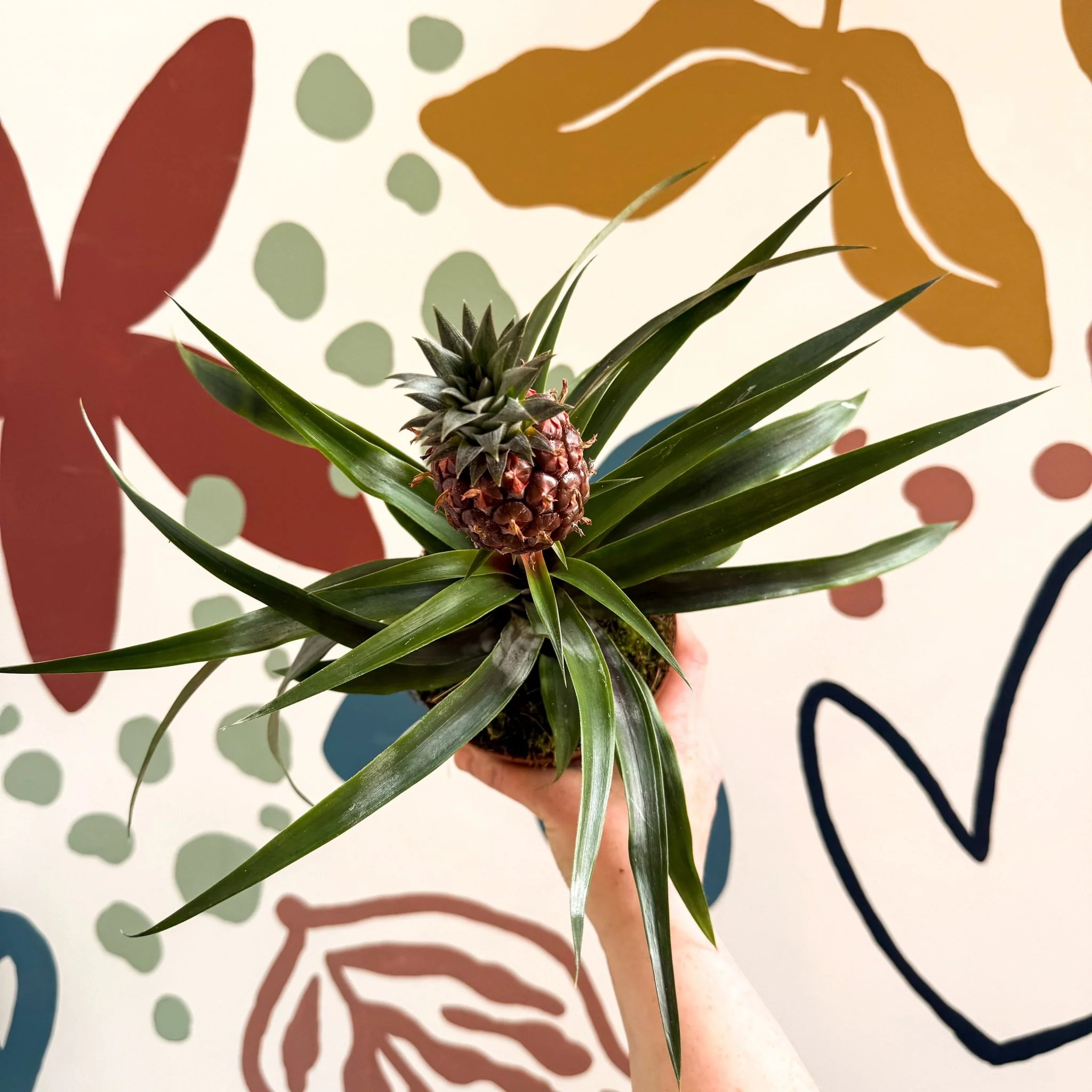 Ananas comosus 'Rosita' - Rose Pineapple Plant - Image 21
