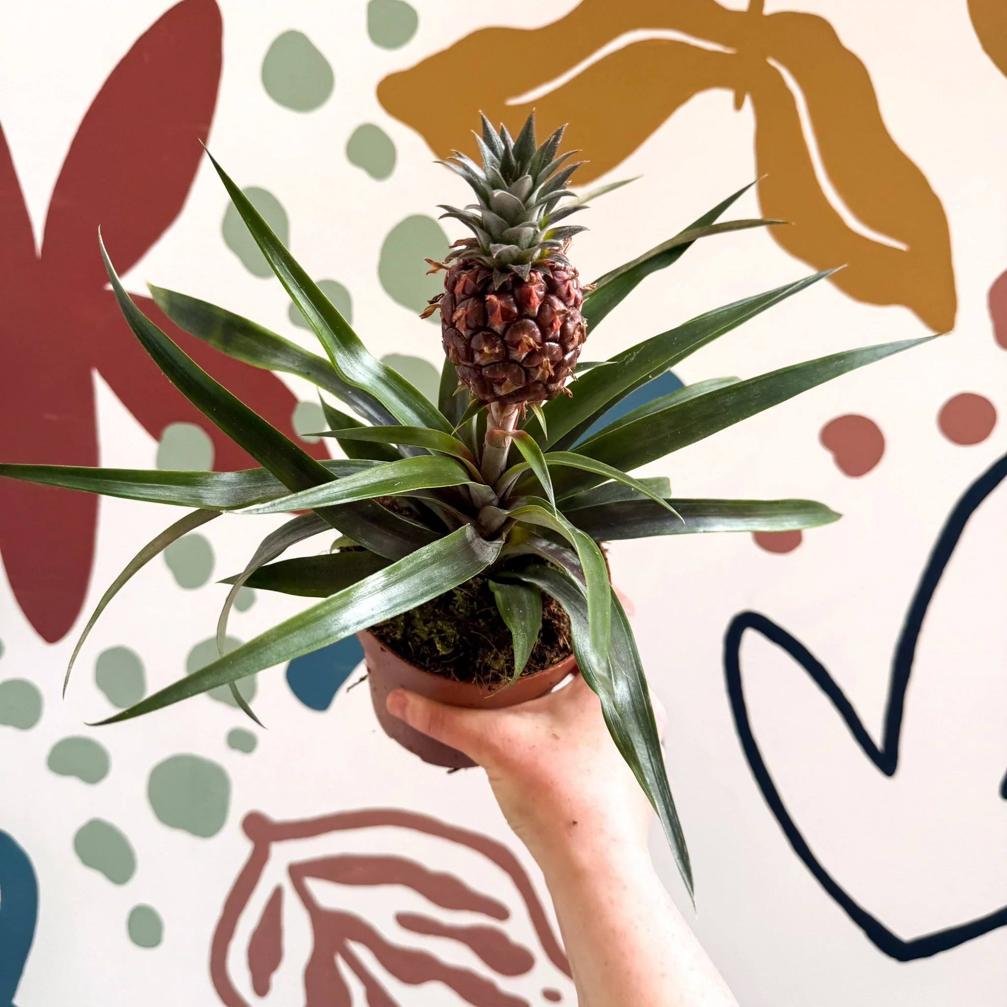 Ananas comosus 'Rosita' - Rose Pineapple Plant - Image 22