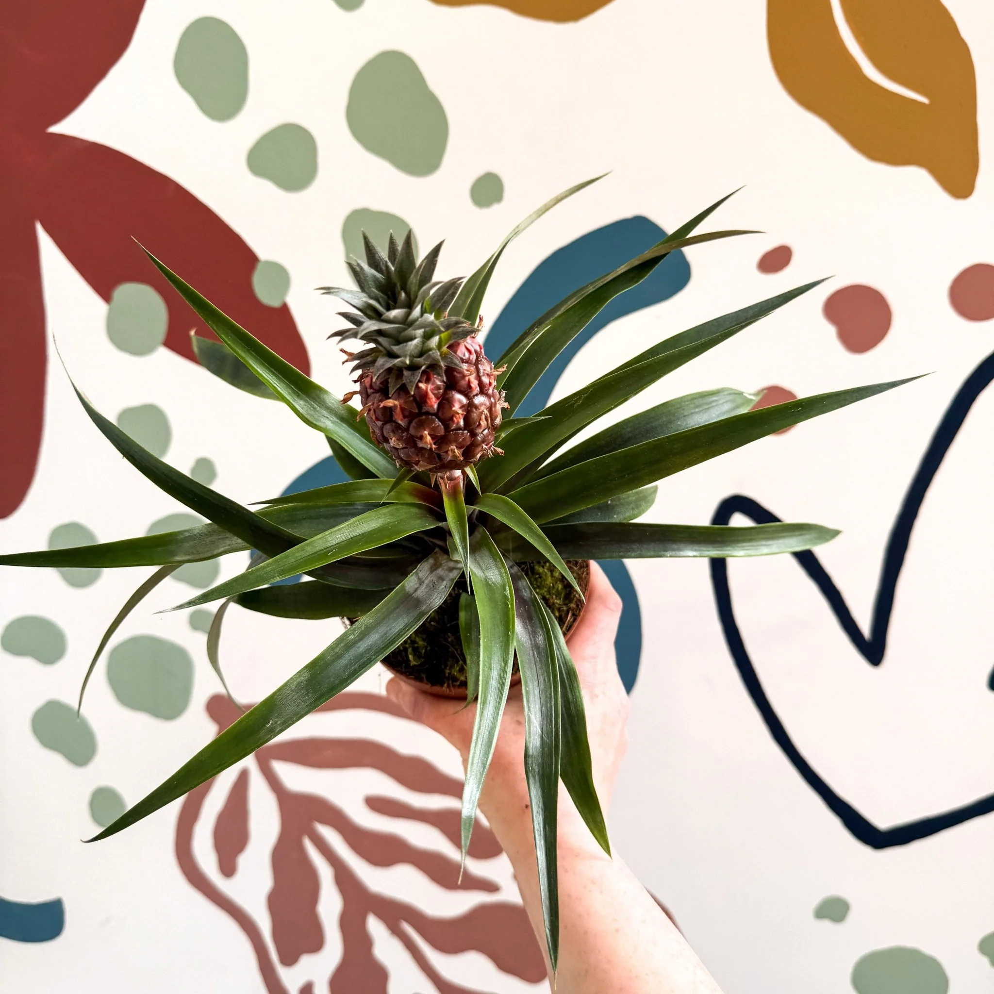 Ananas comosus 'Rosita' - Rose Pineapple Plant - Image 23