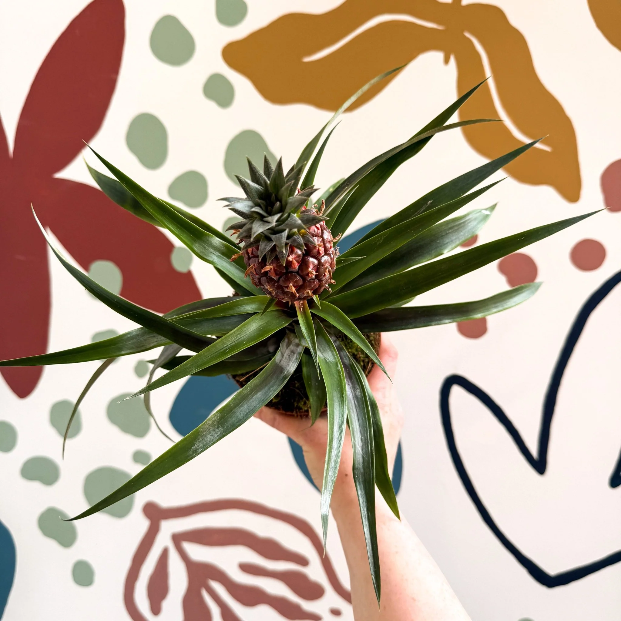 Ananas comosus 'Rosita' - Rose Pineapple Plant - Image 24