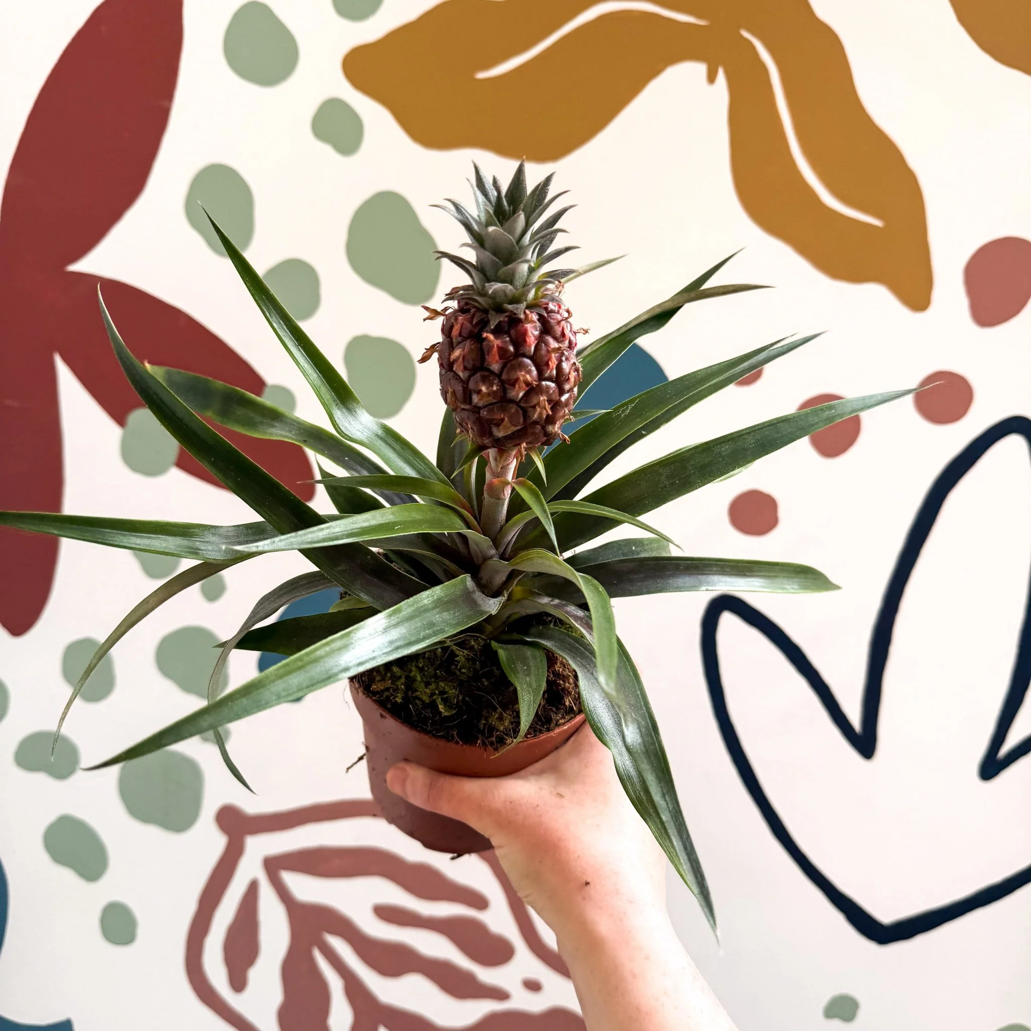 Ananas comosus 'Rosita' - Rose Pineapple Plant - Image 25