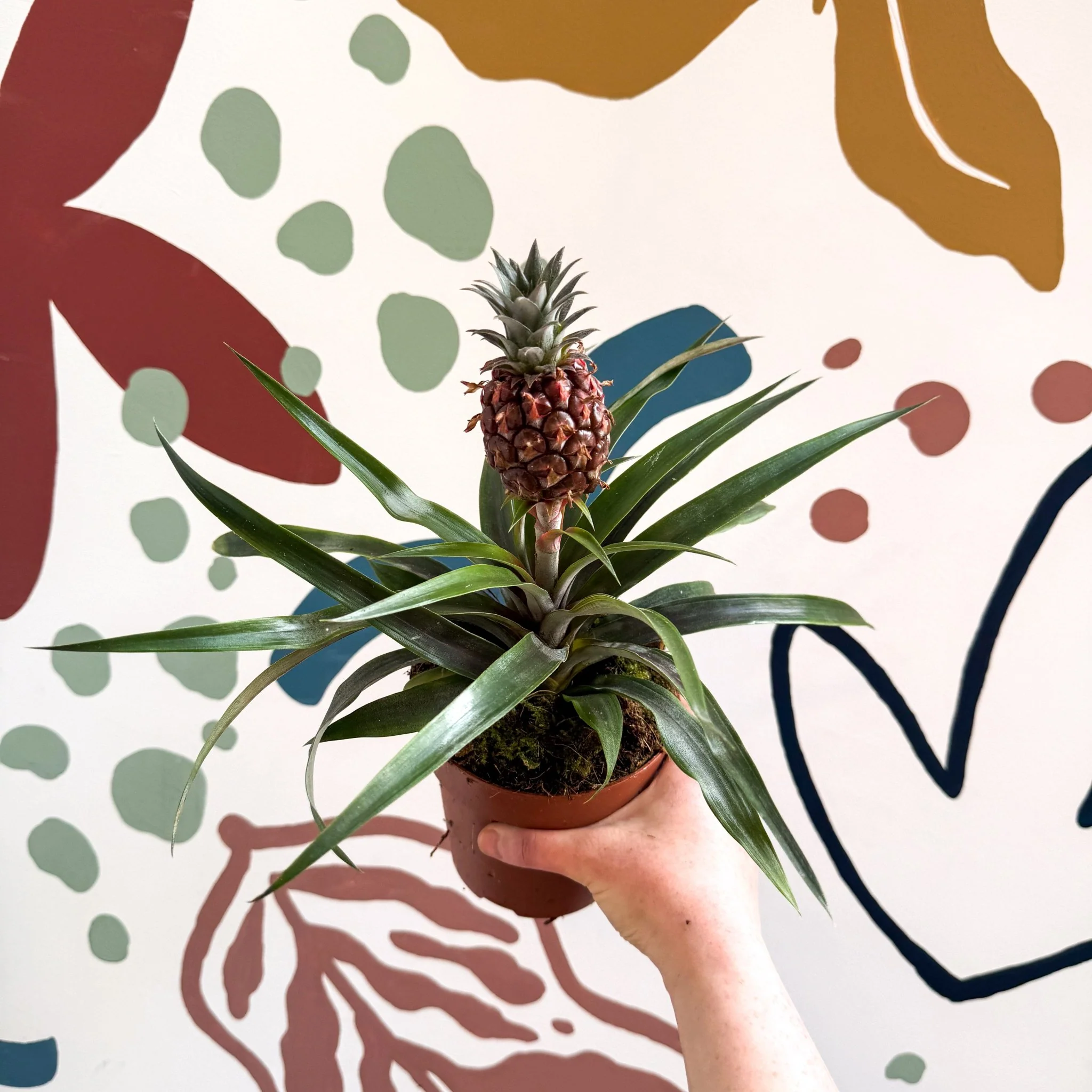 Ananas comosus 'Rosita' - Rose Pineapple Plant - Image 26