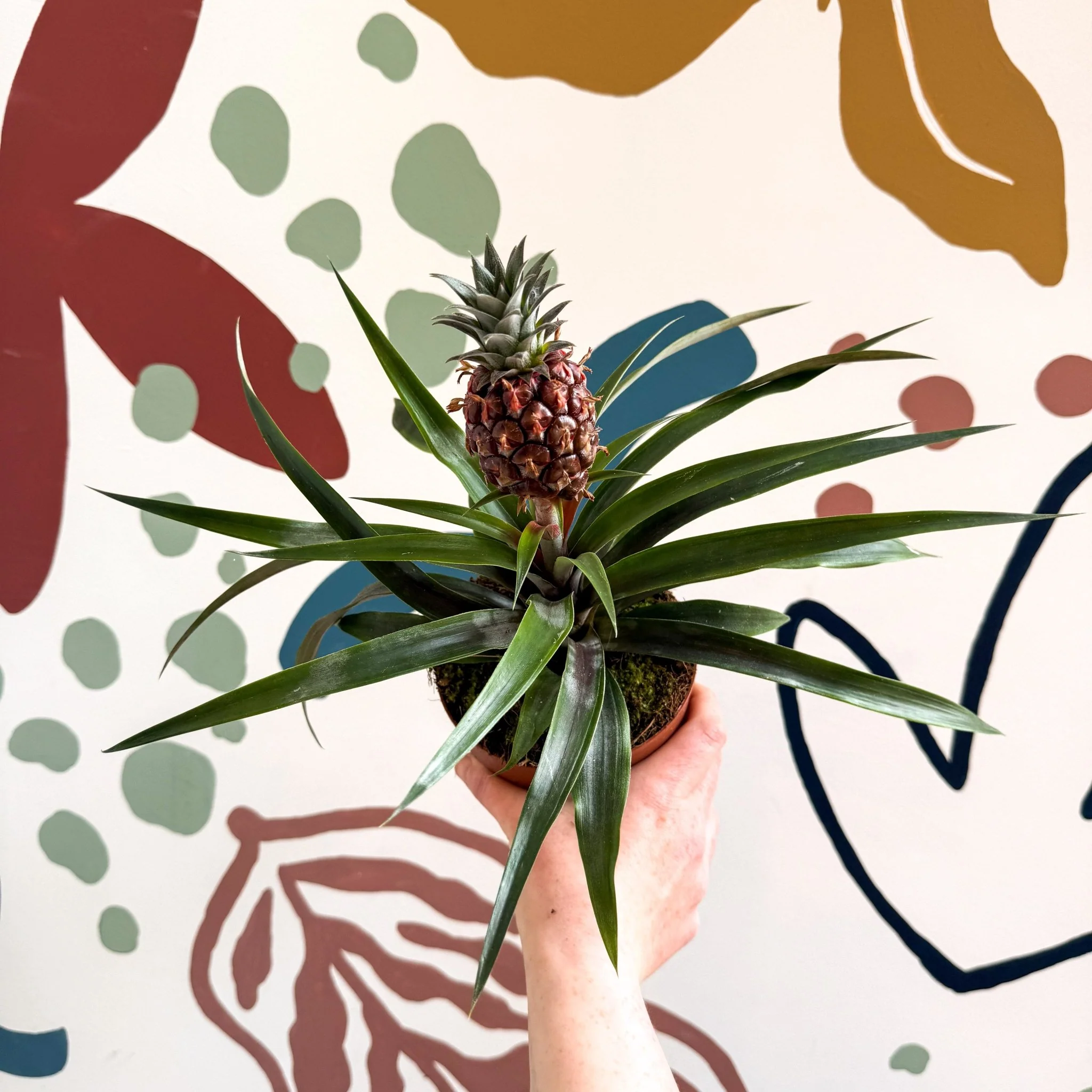 Ananas comosus 'Rosita' - Rose Pineapple Plant - Image 27