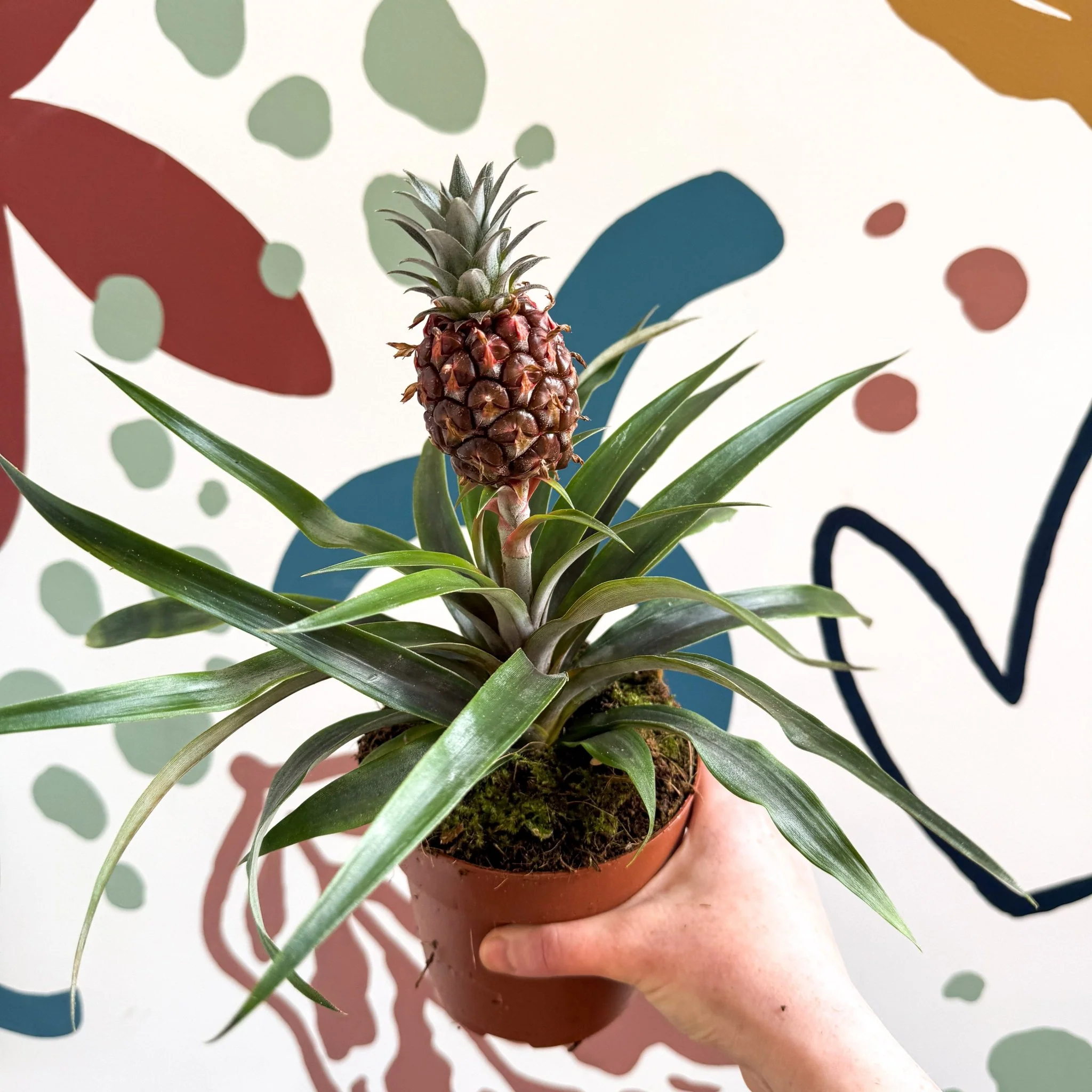 Ananas comosus 'Rosita' - Rose Pineapple Plant - Image 28