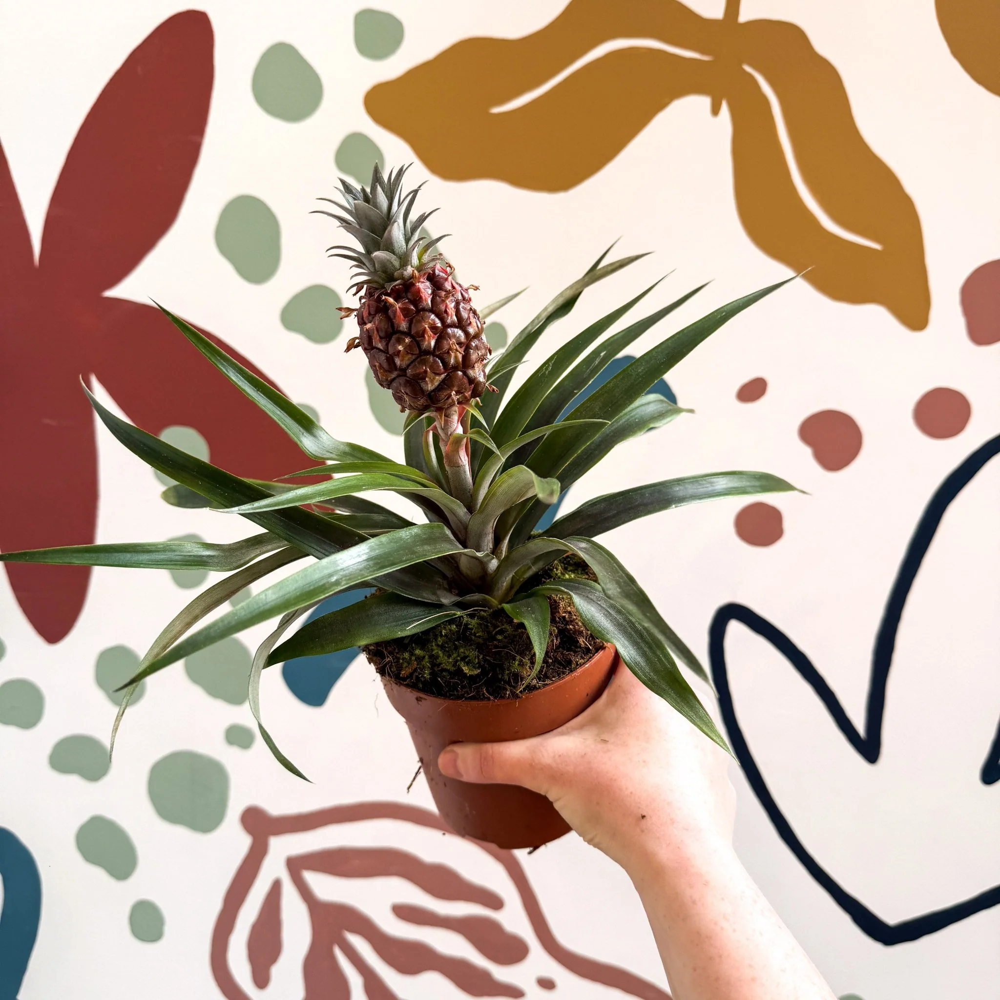Ananas comosus 'Rosita' - Rose Pineapple Plant - Image 29