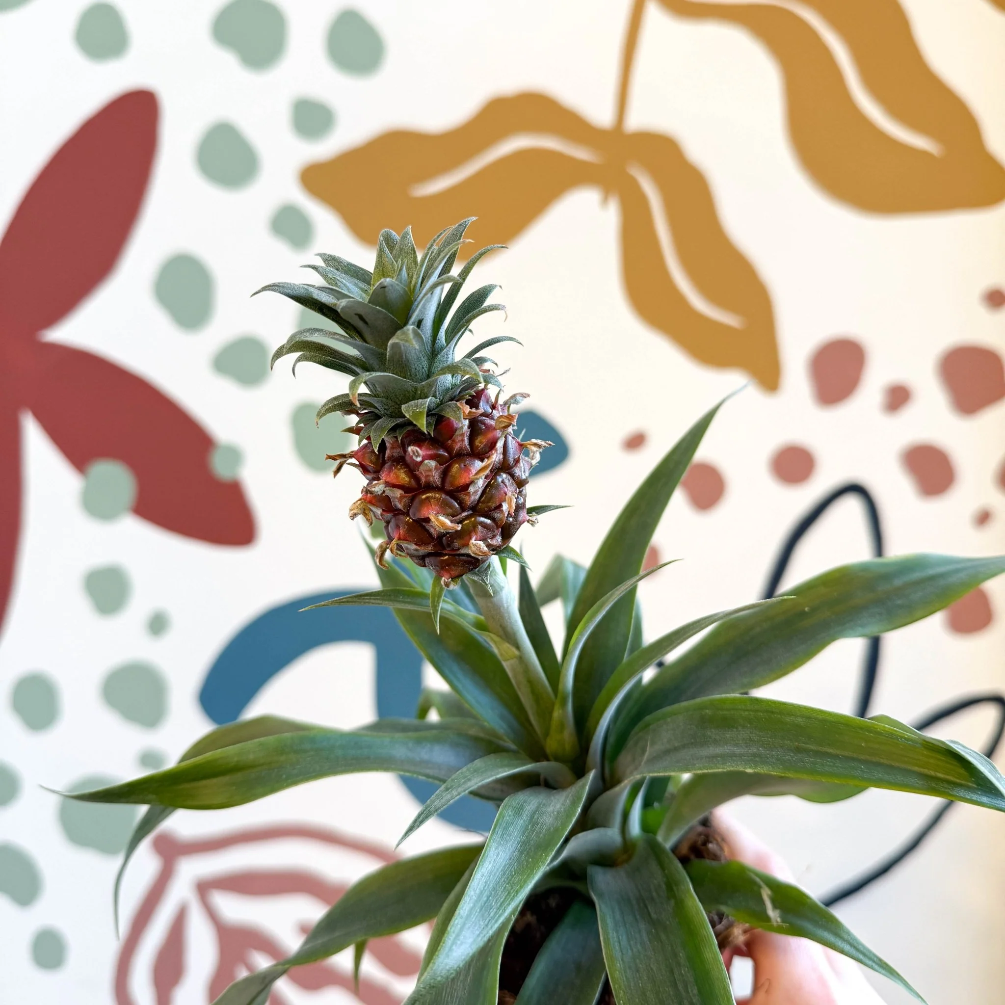 Ananas comosus 'Rosita' - Rose Pineapple Plant - Image 3