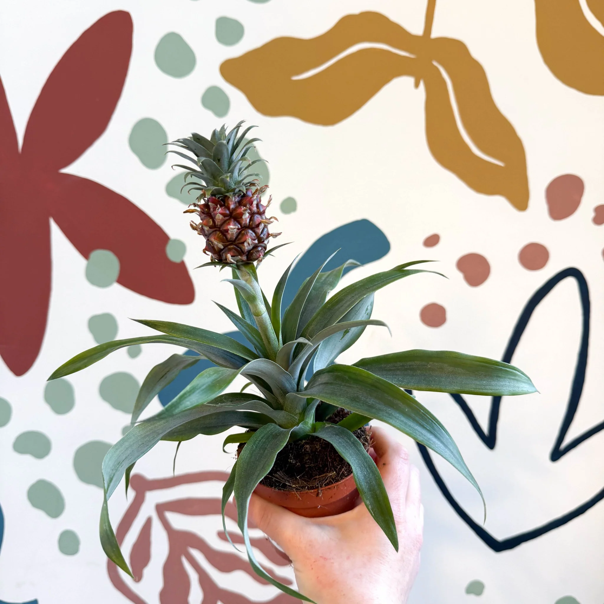 Ananas comosus 'Rosita' - Rose Pineapple Plant - Image 4