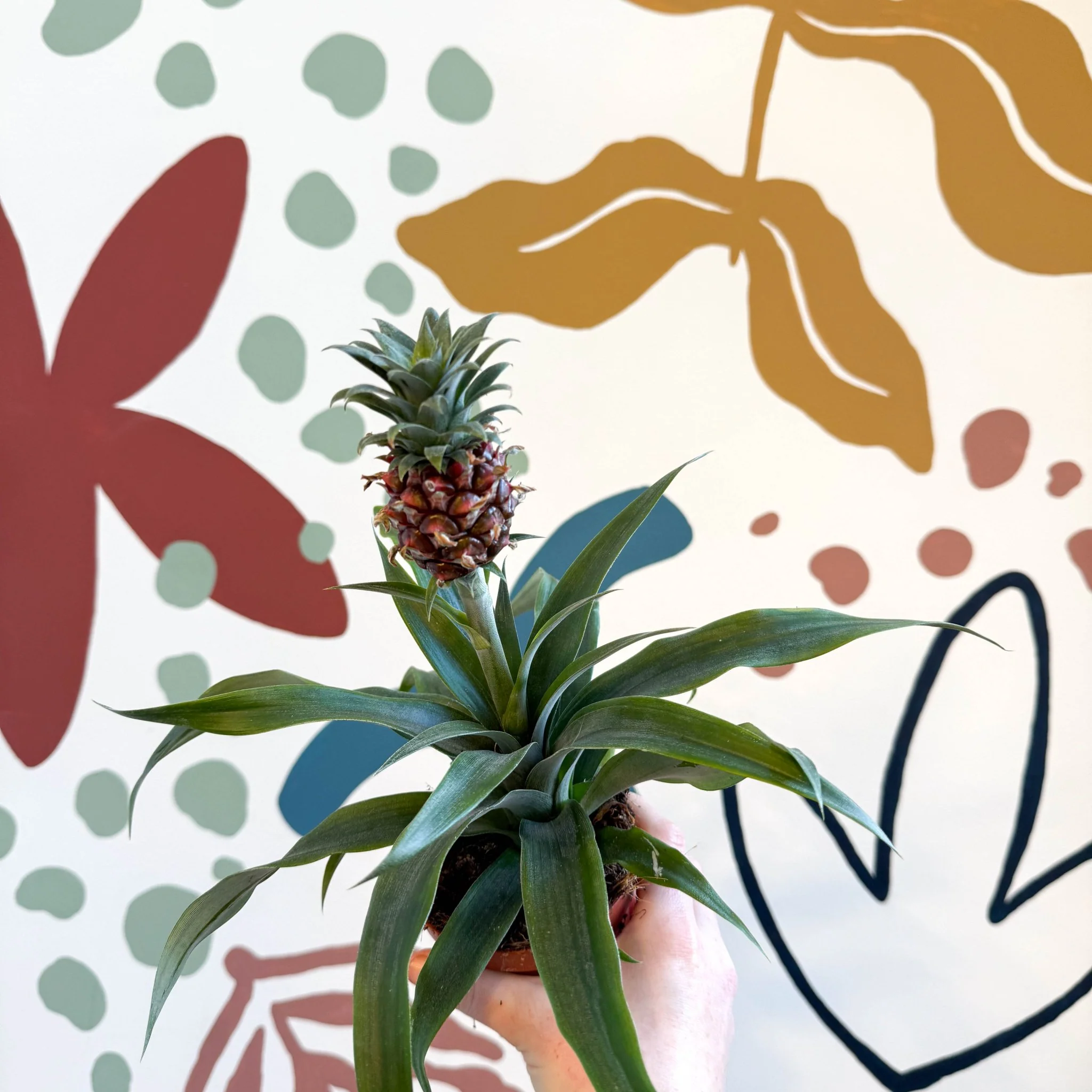 Ananas comosus 'Rosita' - Rose Pineapple Plant - Image 5