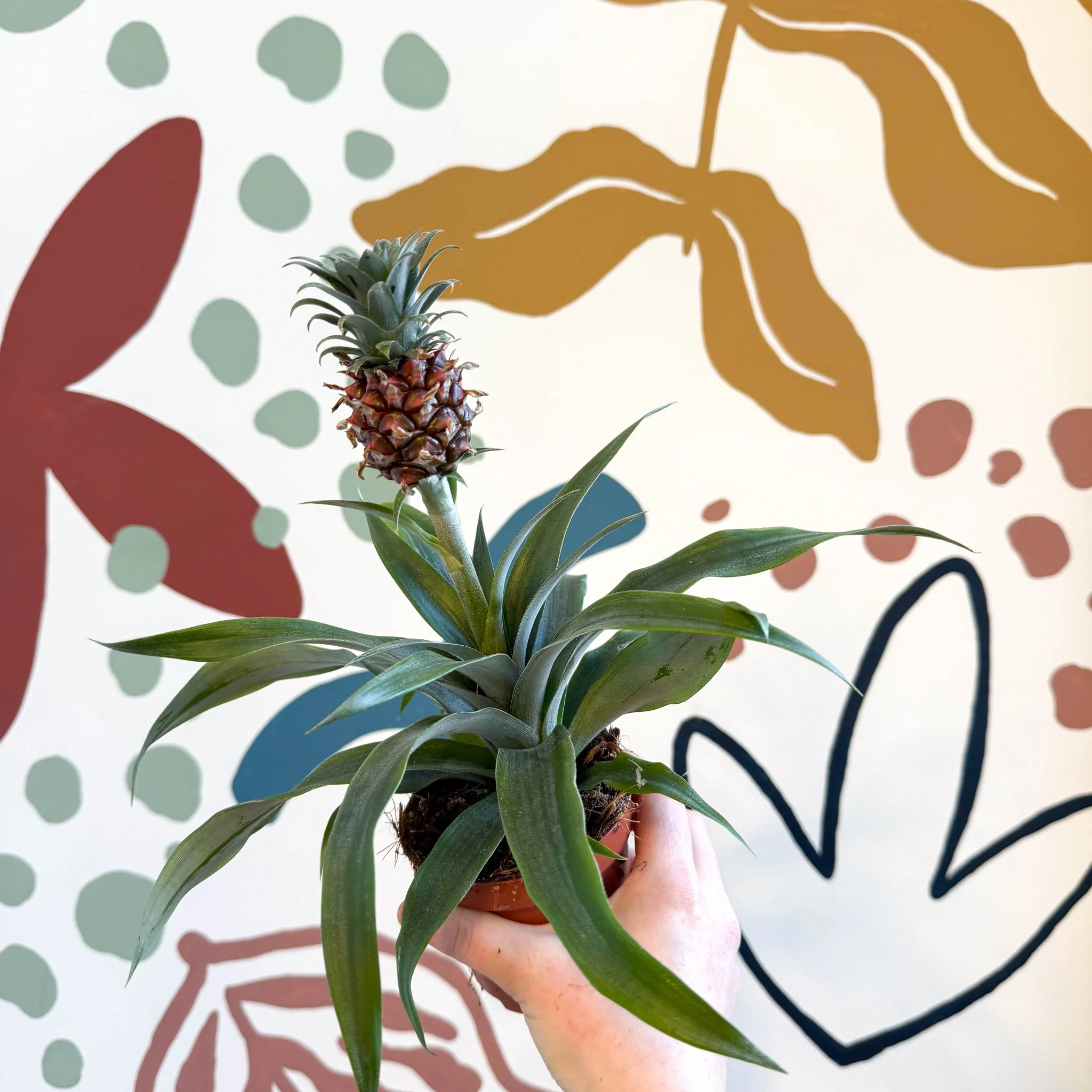 Ananas comosus 'Rosita' - Rose Pineapple Plant - Image 6