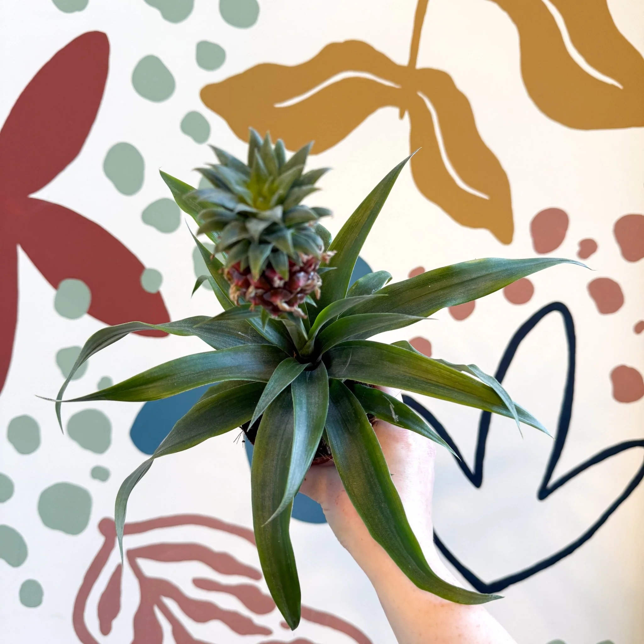 Ananas comosus 'Rosita' - Rose Pineapple Plant - Image 7
