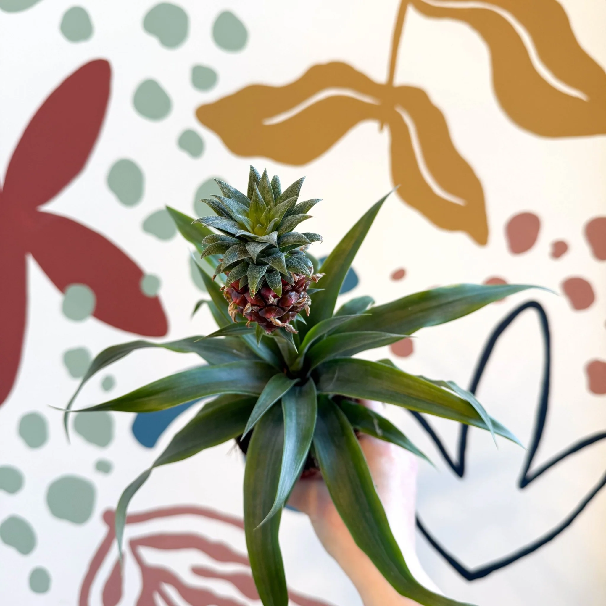Ananas comosus 'Rosita' - Rose Pineapple Plant - Image 8